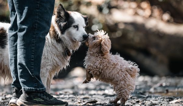 Two playful dogs interacting near a person in a park setting.