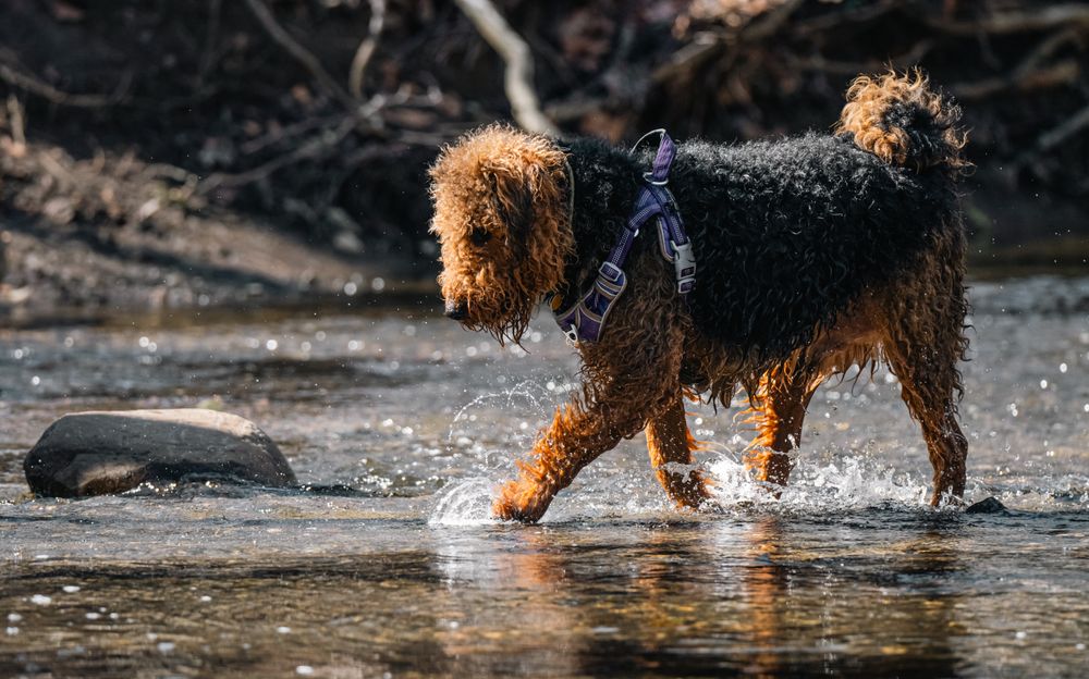 Airedale Terrier, photo 2
