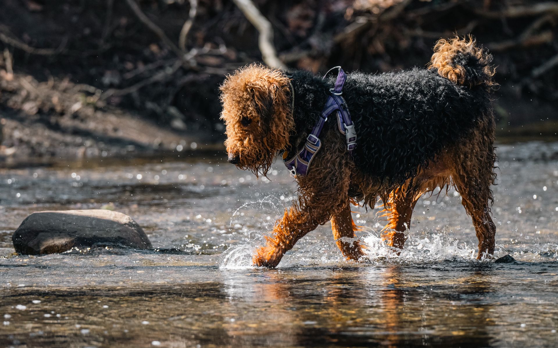 An Airedale Terrier