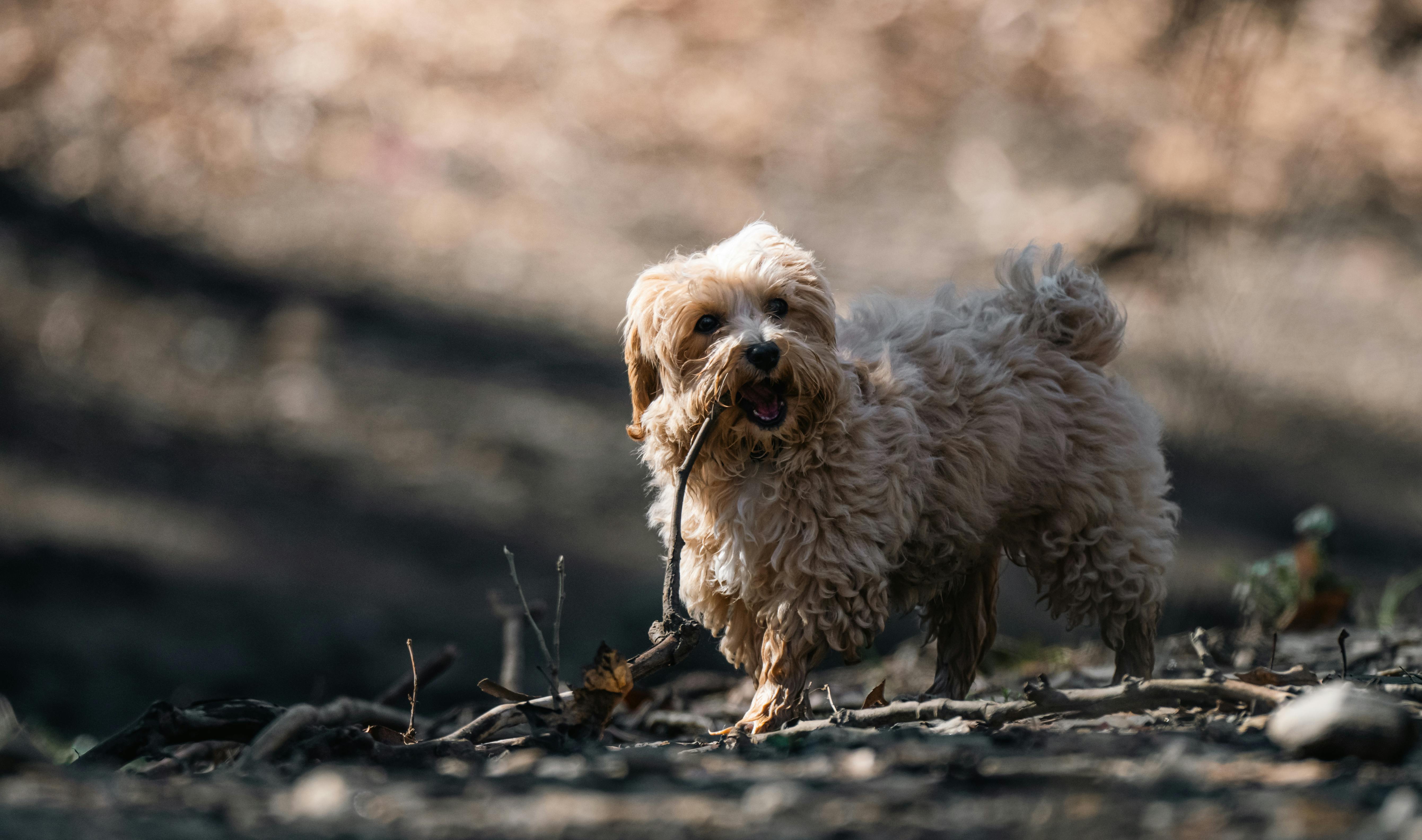 Gratis Yndig puddelhund leger med en pind i et solbeskinnet skovområde. Lagerfoto