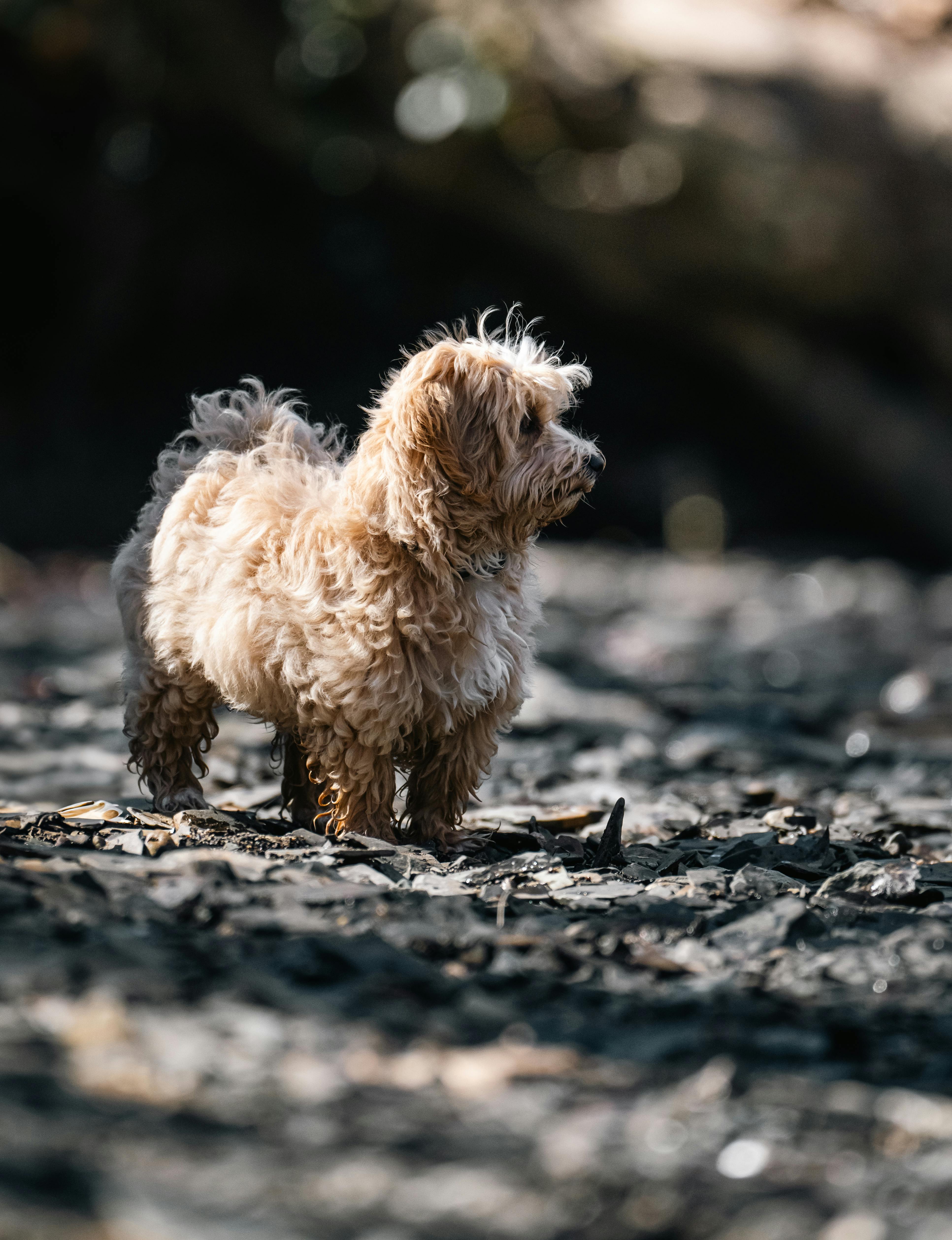 bezplatná Roztomilý chlupatý pejsek stojící venku na skalnaté půdě v teplém slunečním světle a vyzařující smysl pro zvědavost a dobrodružství. Základová fotografie