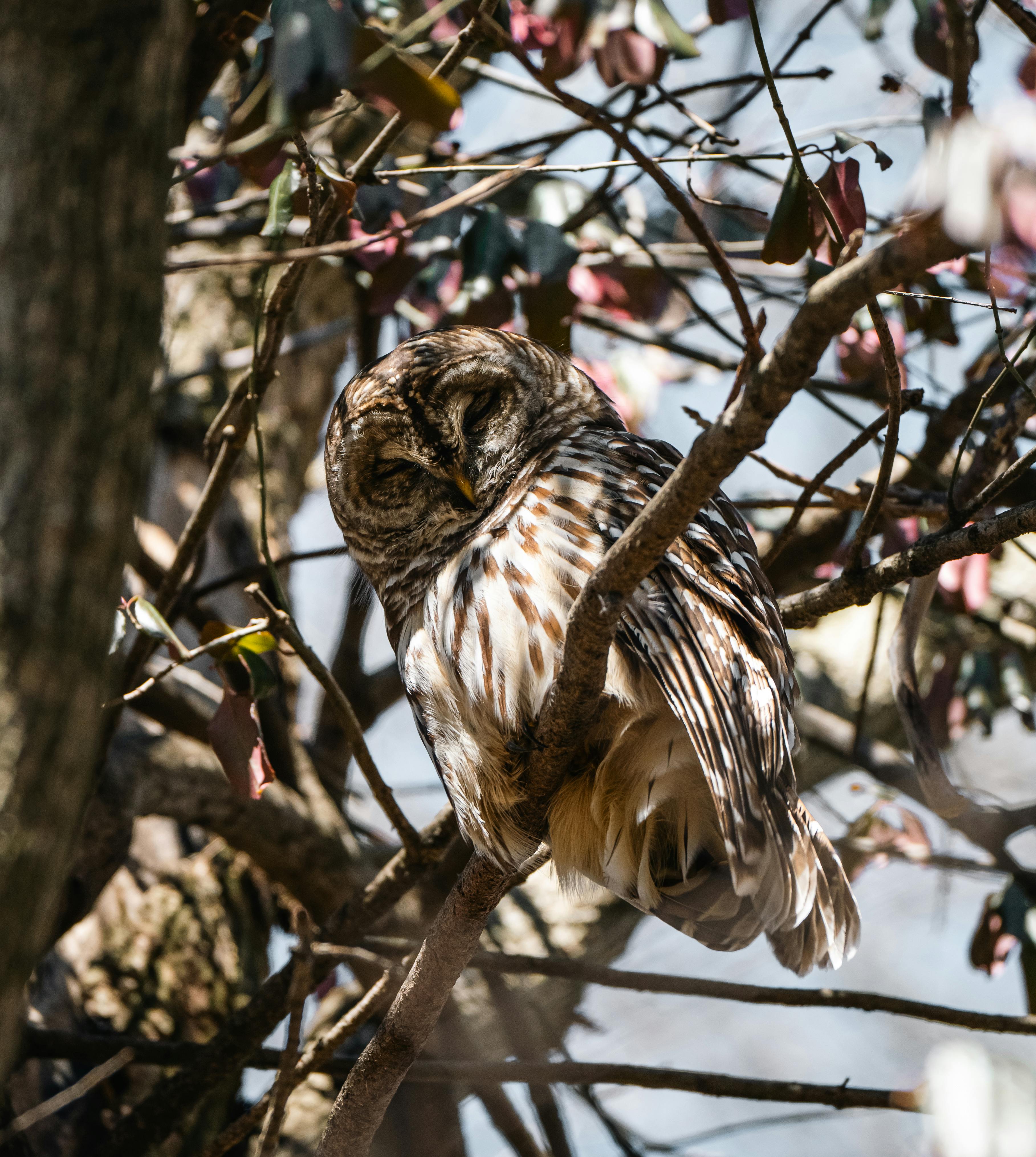 免费 白天，一只横斑猫头鹰栖息在树叶和枝条间的树枝上。 素材图片