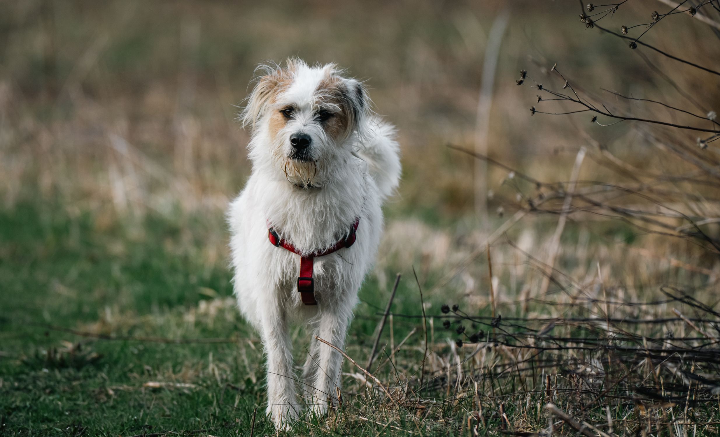 White terrier mix dog wearing red harness outdoors White terrier mix dog wearing red harness outdoors