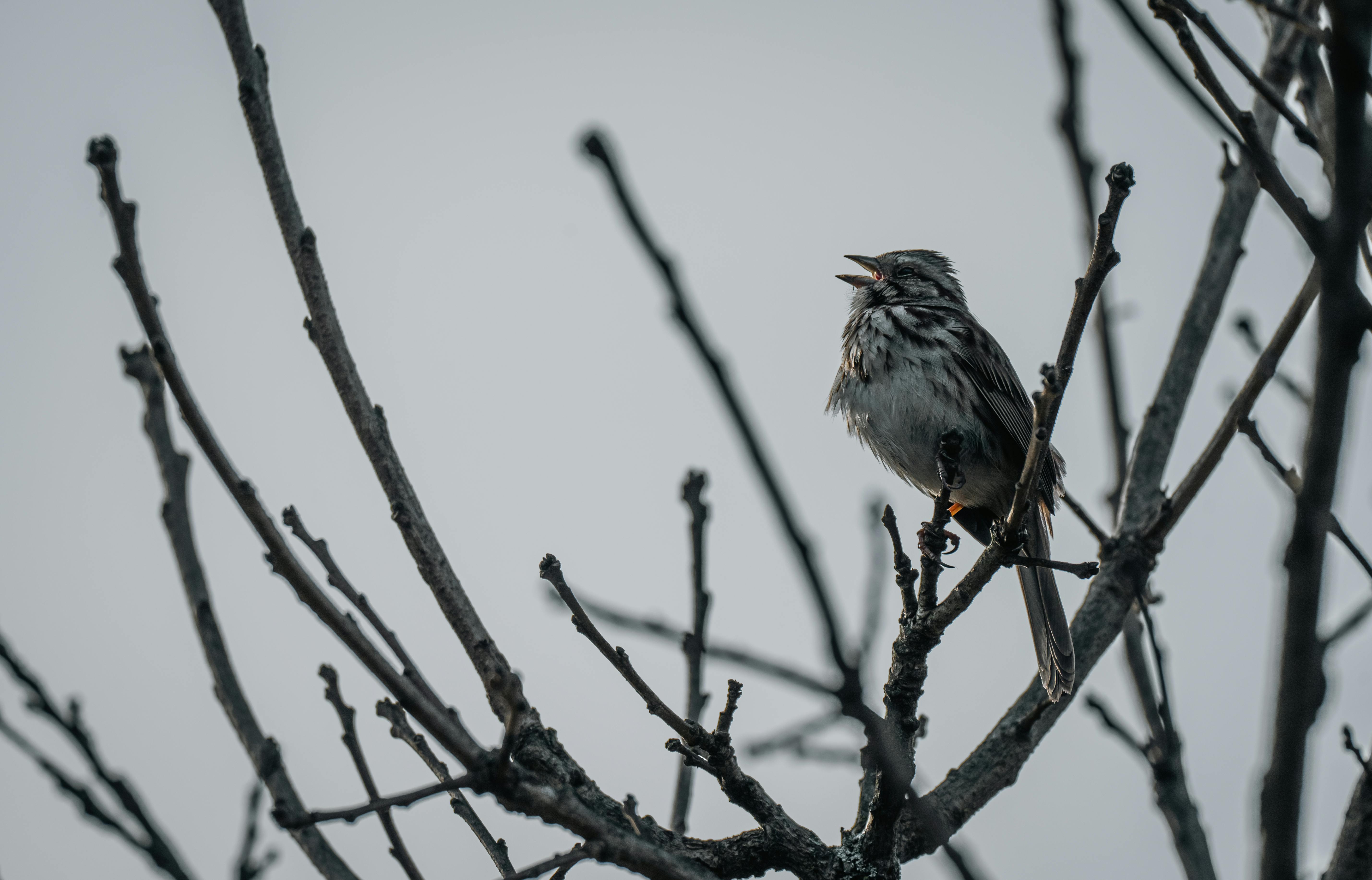 Miễn phí Một chú chim sẻ đơn độc hót vang trên những cành cây trơ trụi, nổi bật trên nền trời nhạt màu. Ảnh lưu trữ