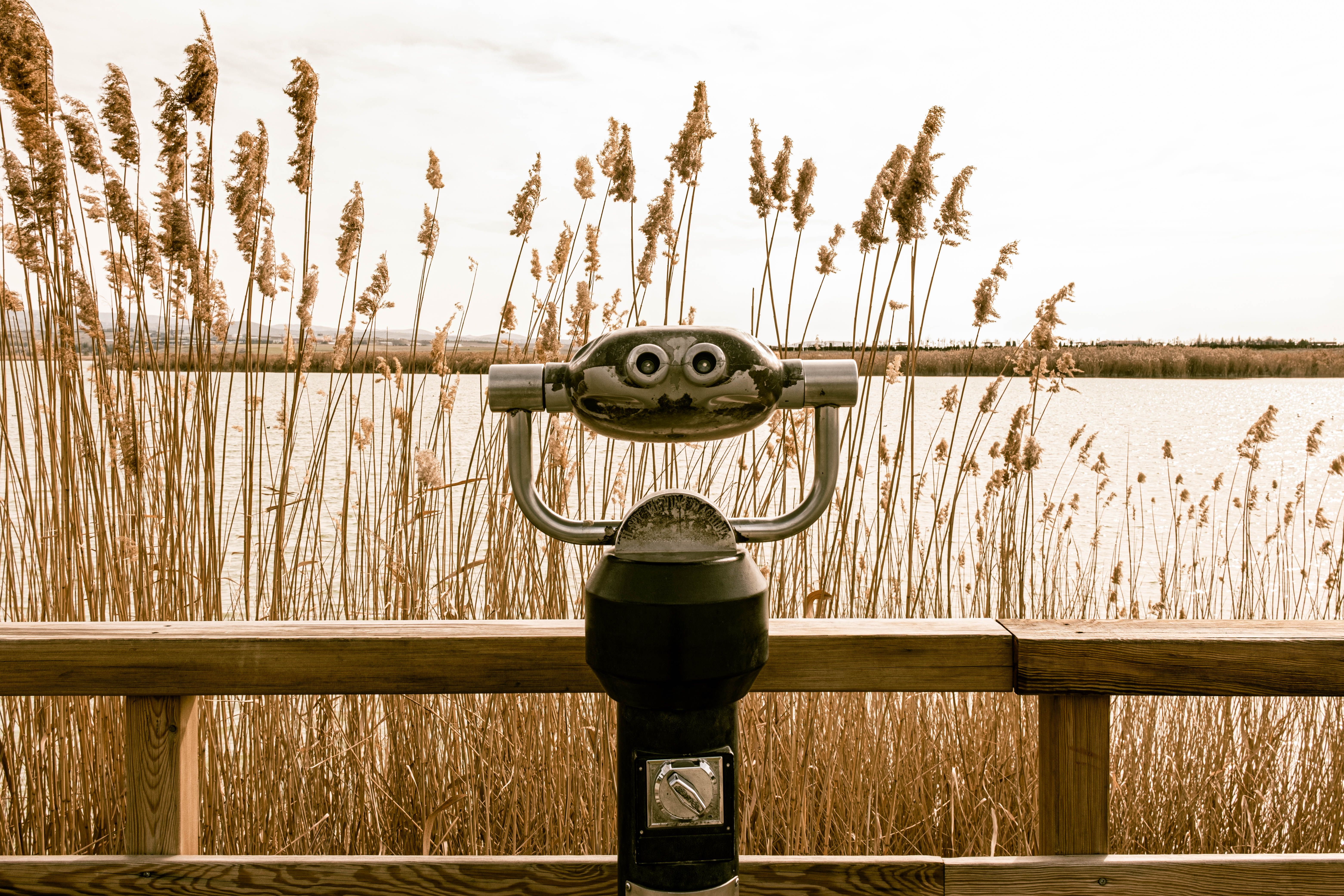 Vintage coin-operated binoculars facing a tranquil lake with tall reeds, under an overcast sky.