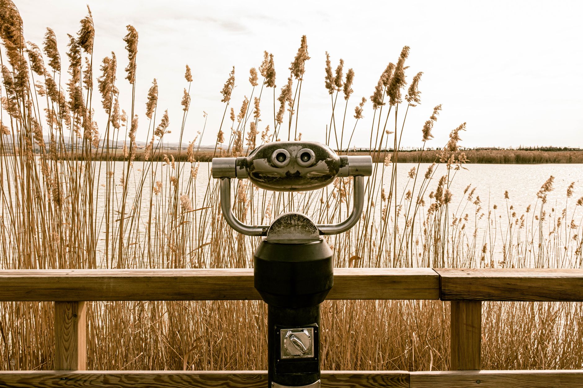 Vintage coin-operated binoculars facing a tranquil lake with tall reeds, under an overcast sky.