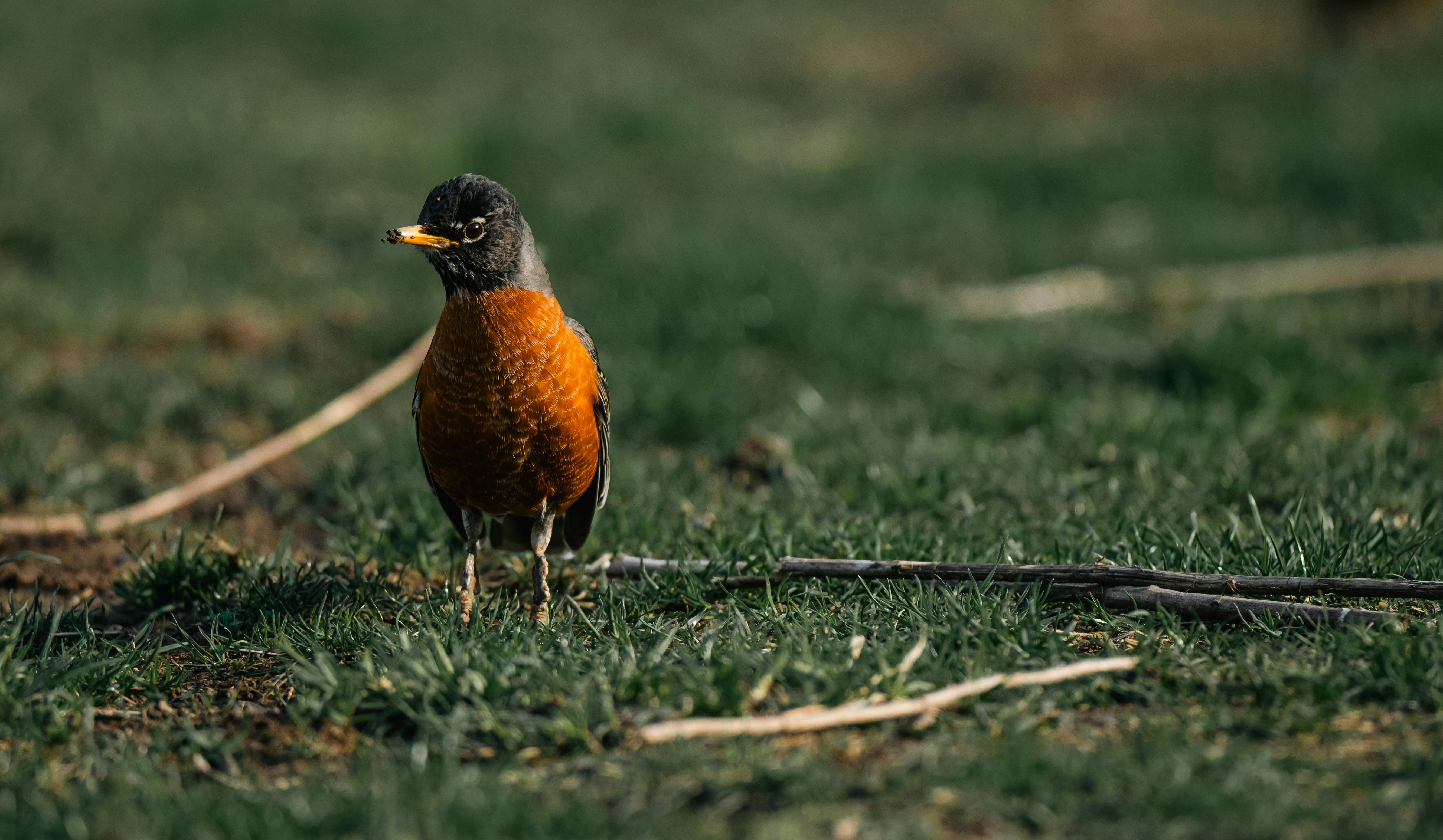 ฟรี ภาพระยะใกล้ของนกอเมริกันโรบินบนพื้นหญ้า เผยให้เห็นขนสีสันสดใสในวันที่แดดจ้า คลังภาพถ่าย