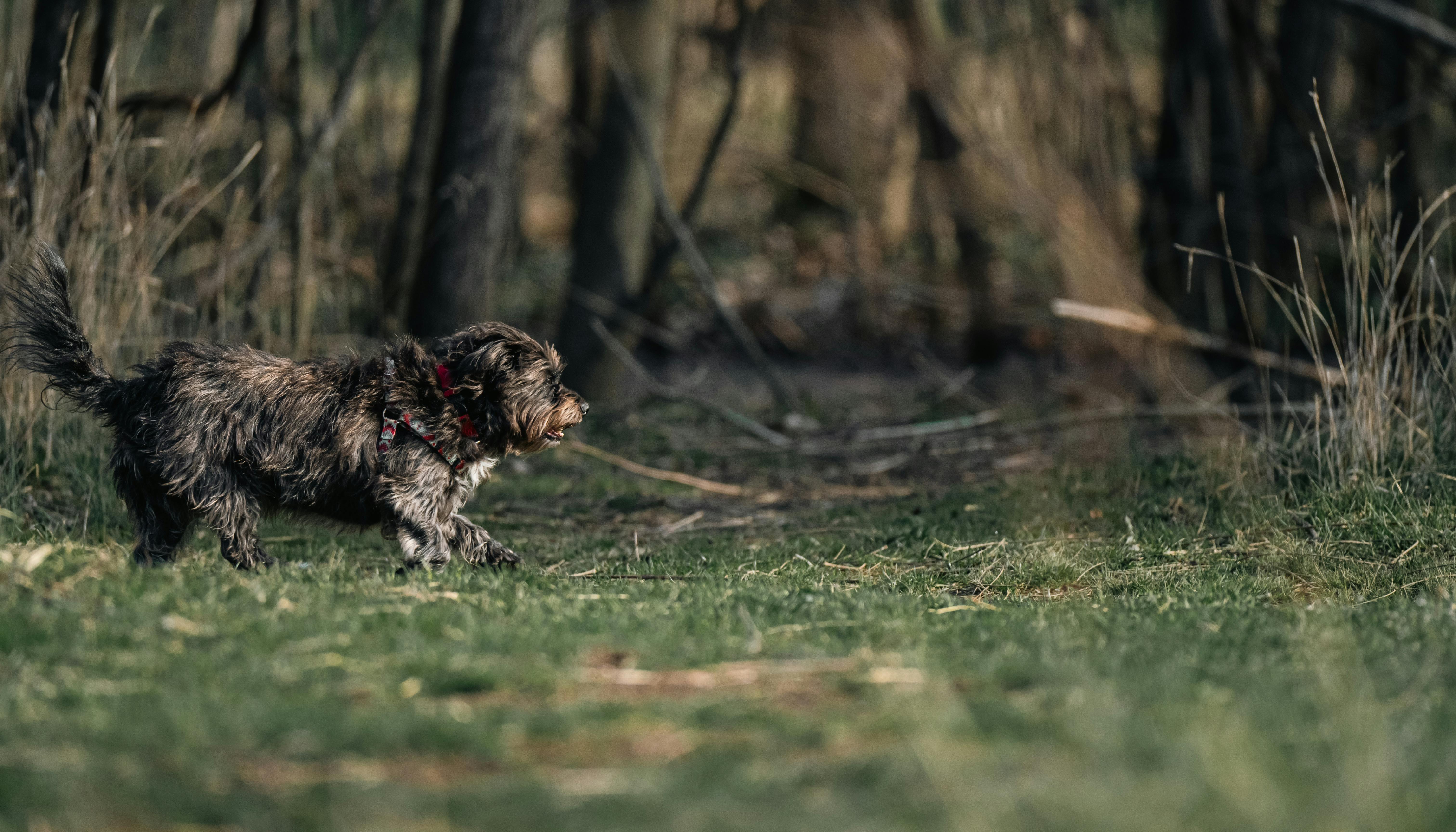 bezplatná Základová fotografie zdarma na téma červený límec, chlupatý, chlupatý přítel Základová fotografie