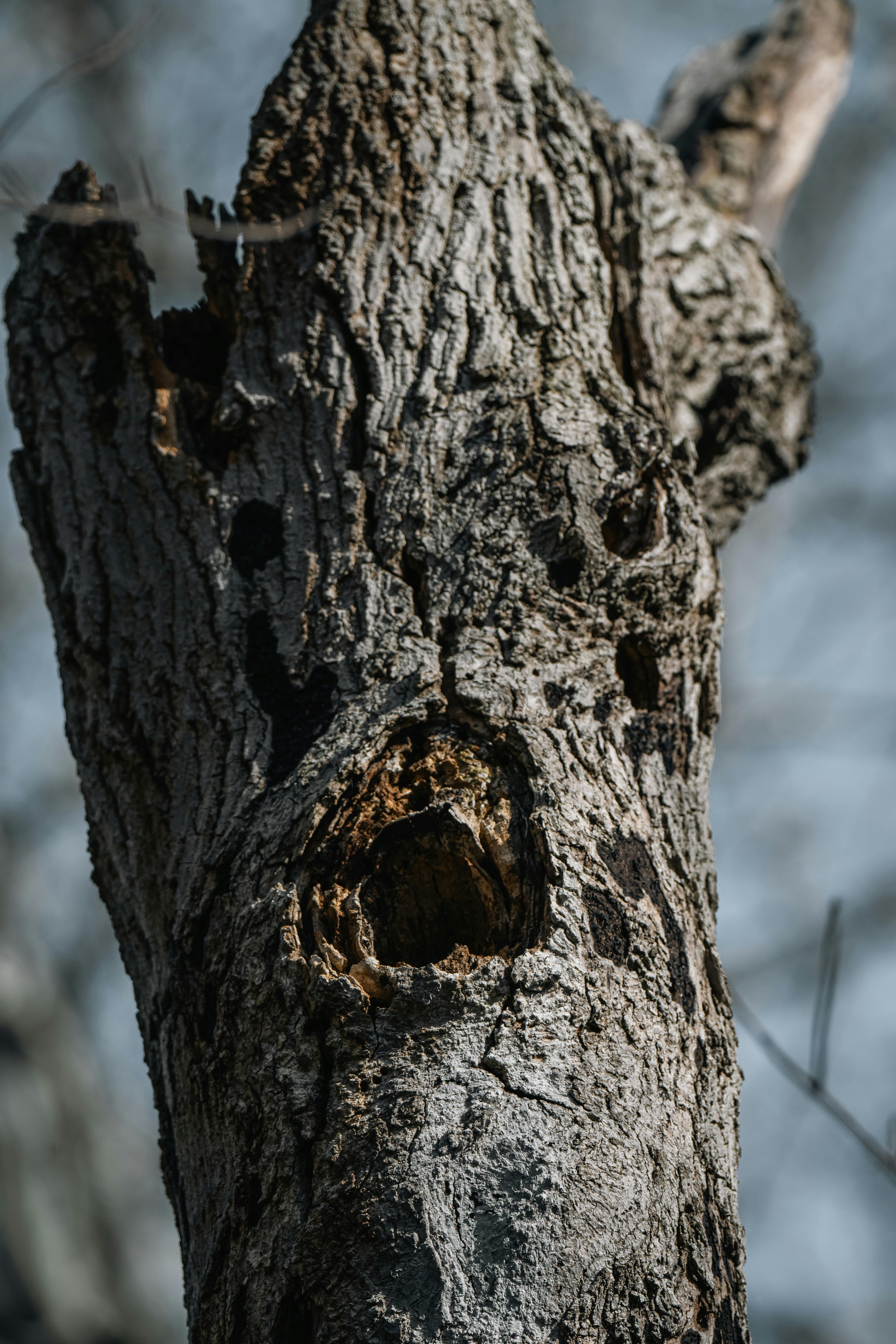 Miễn phí Hình ảnh chi tiết của một thân cây phong hóa với lớp vỏ sần sùi và các hốc rỗng có thể nhìn thấy trong môi trường tự nhiên. Ảnh lưu trữ