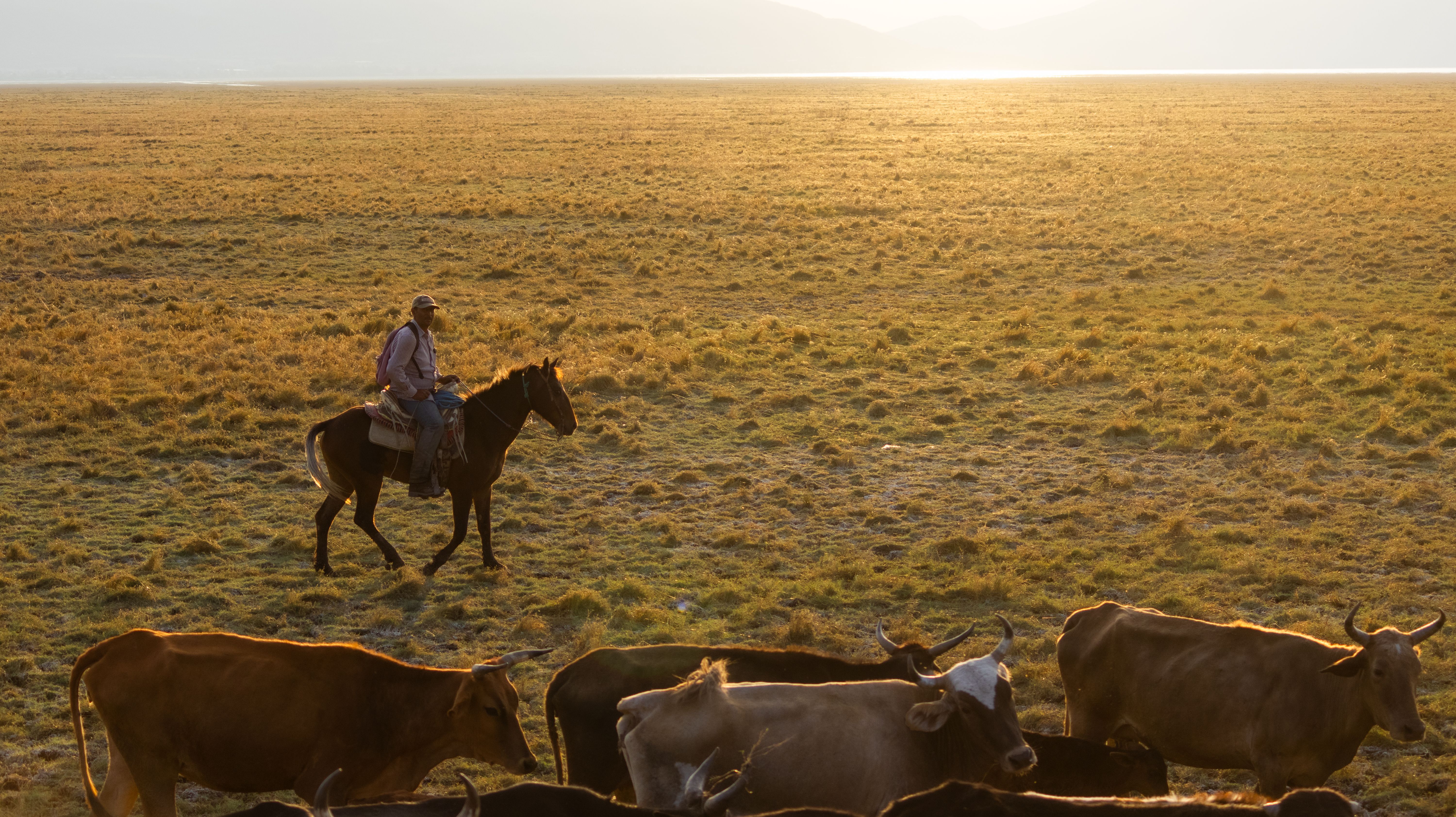 Sunlit Cowboy Riding Across Rural Landscape · Free Stock Photo