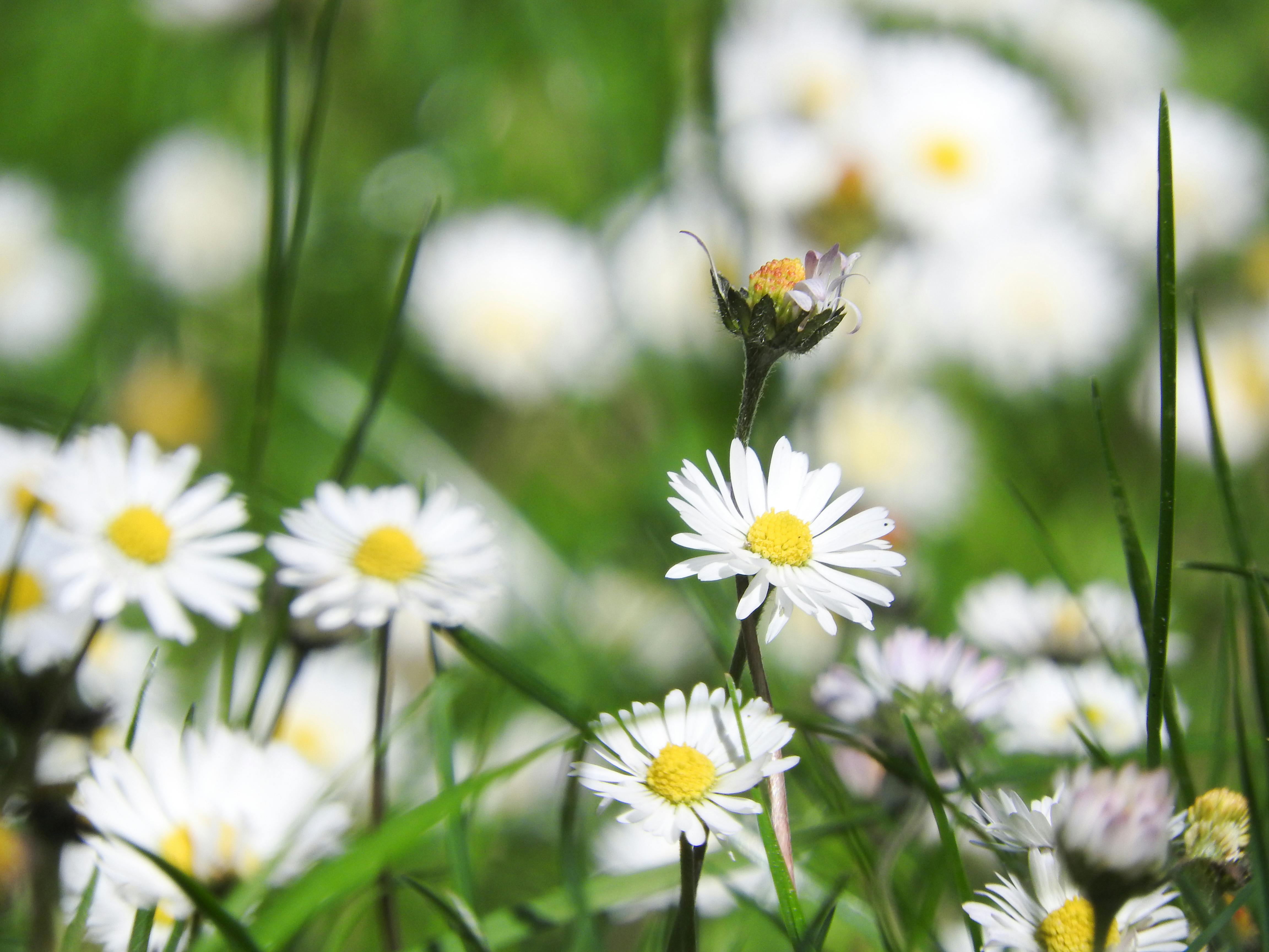 Miễn phí Hình ảnh cận cảnh sống động của những bông hoa cúc trắng nở rộ trên một đồng cỏ xanh mướt vào mùa xuân. Ảnh lưu trữ