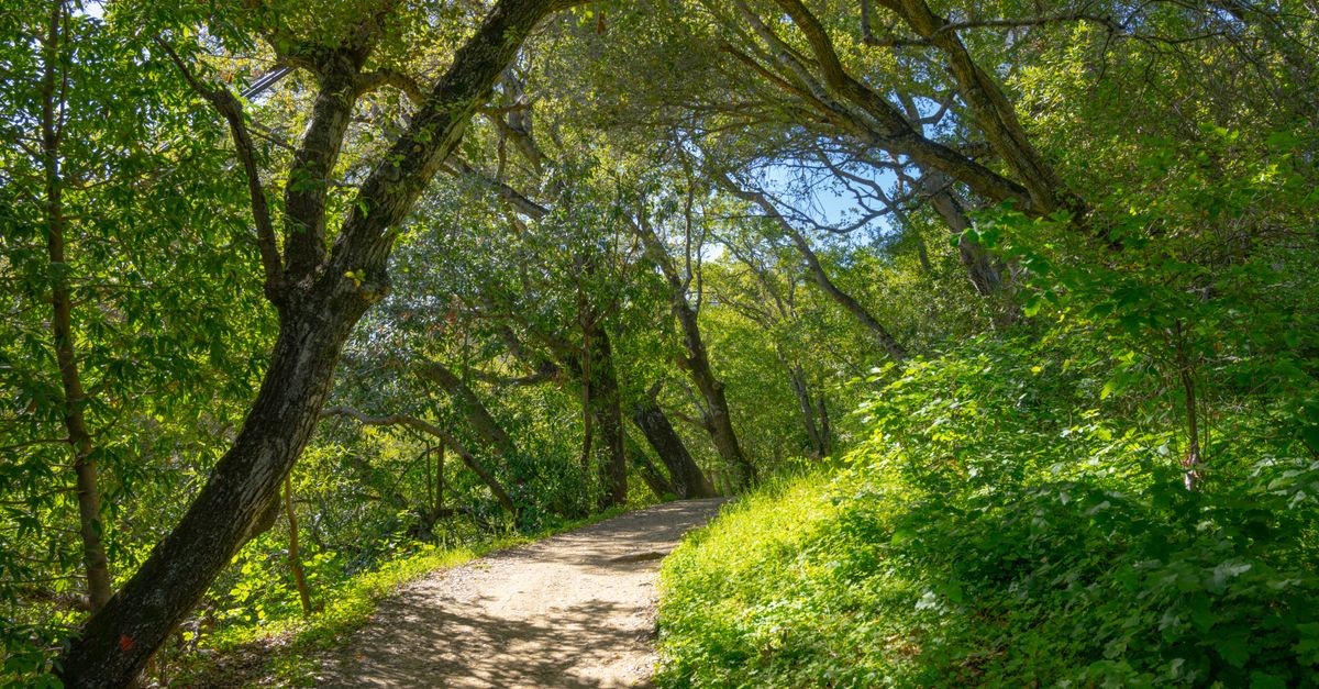 A tranquil forest trail surrounded by lush greenery in Saratoga, California.