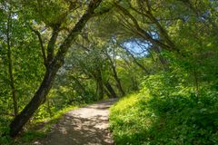 Guided oak forest walk