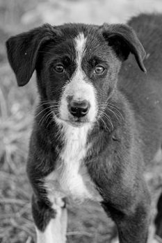 Black and white portrait of a cute puppy with expressive eyes outdoors.