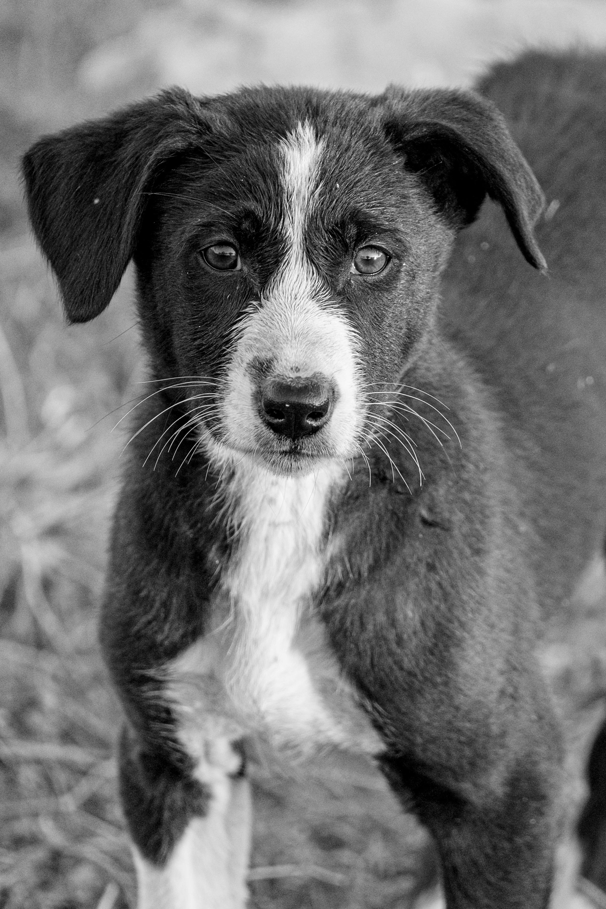 Bezpłatne Czarno-biały portret uroczego szczeniaka o wyrazistych oczach na świeżym powietrzu. Zdjęcie z galerii