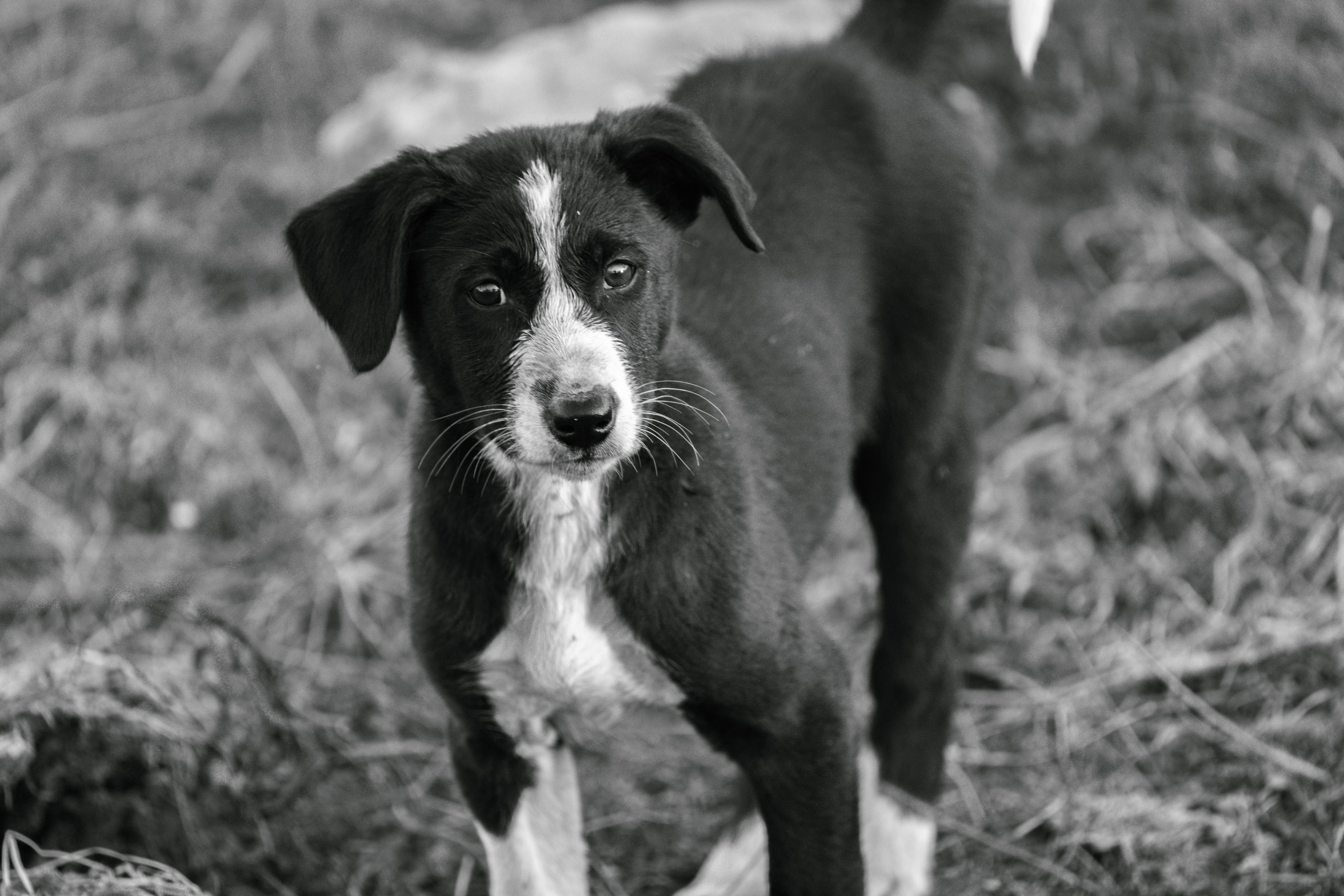 A dog undergoing diagnostic blood testing at a veterinary clinic