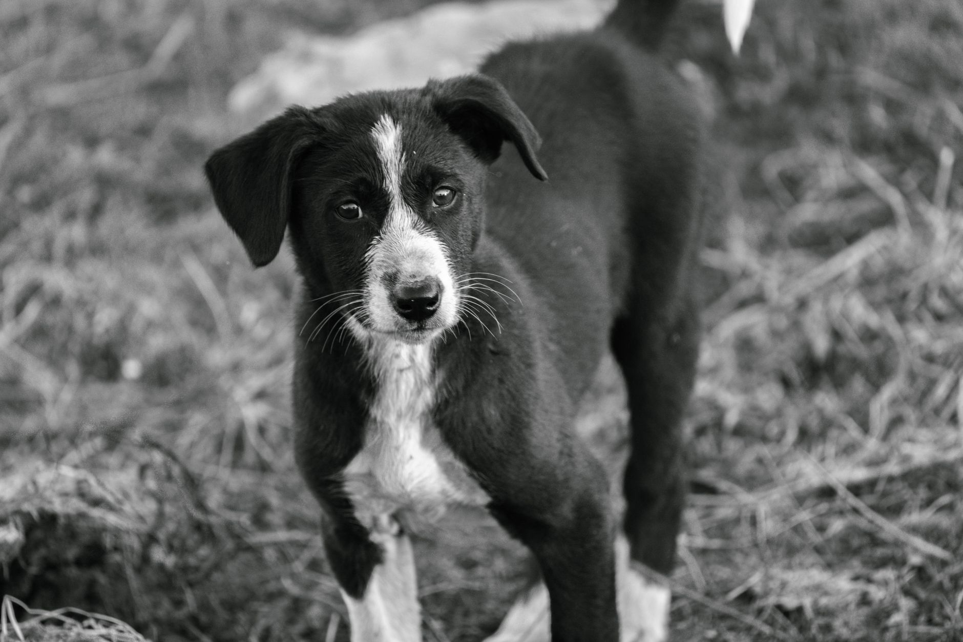 A dog undergoing diagnostic blood testing at a veterinary clinic