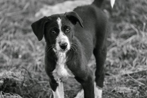 Free Black and white portrait of a cute stray puppy in Udaipur, India. Stock Photo
