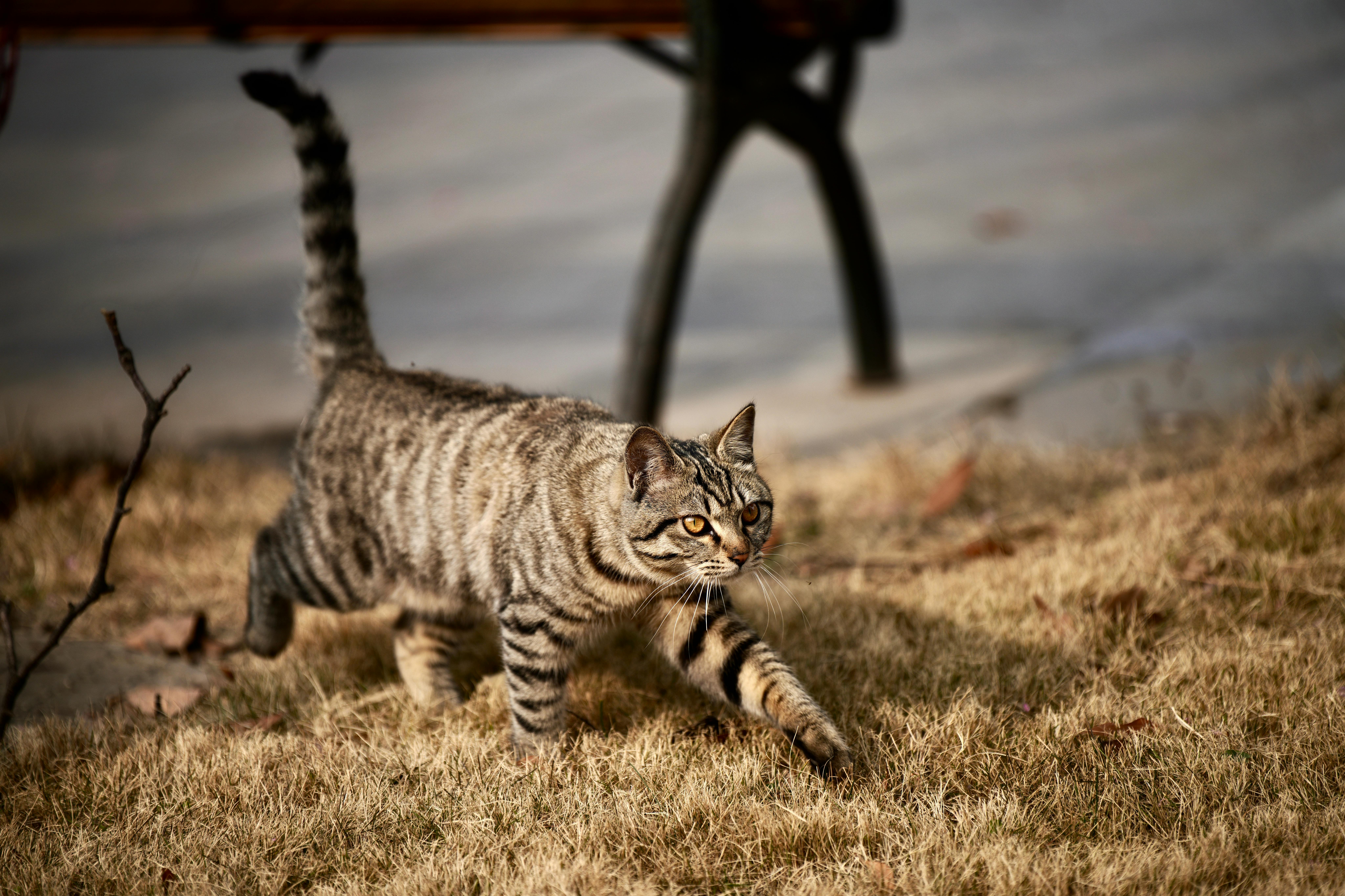 beijing pet technology — Photo by Leo Wang on Pexels