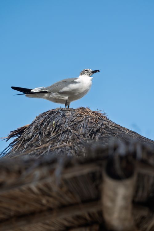 Free A seagull perched on a thatch roof against a clear blue sky in Quintana Roo, México. Stock Photo