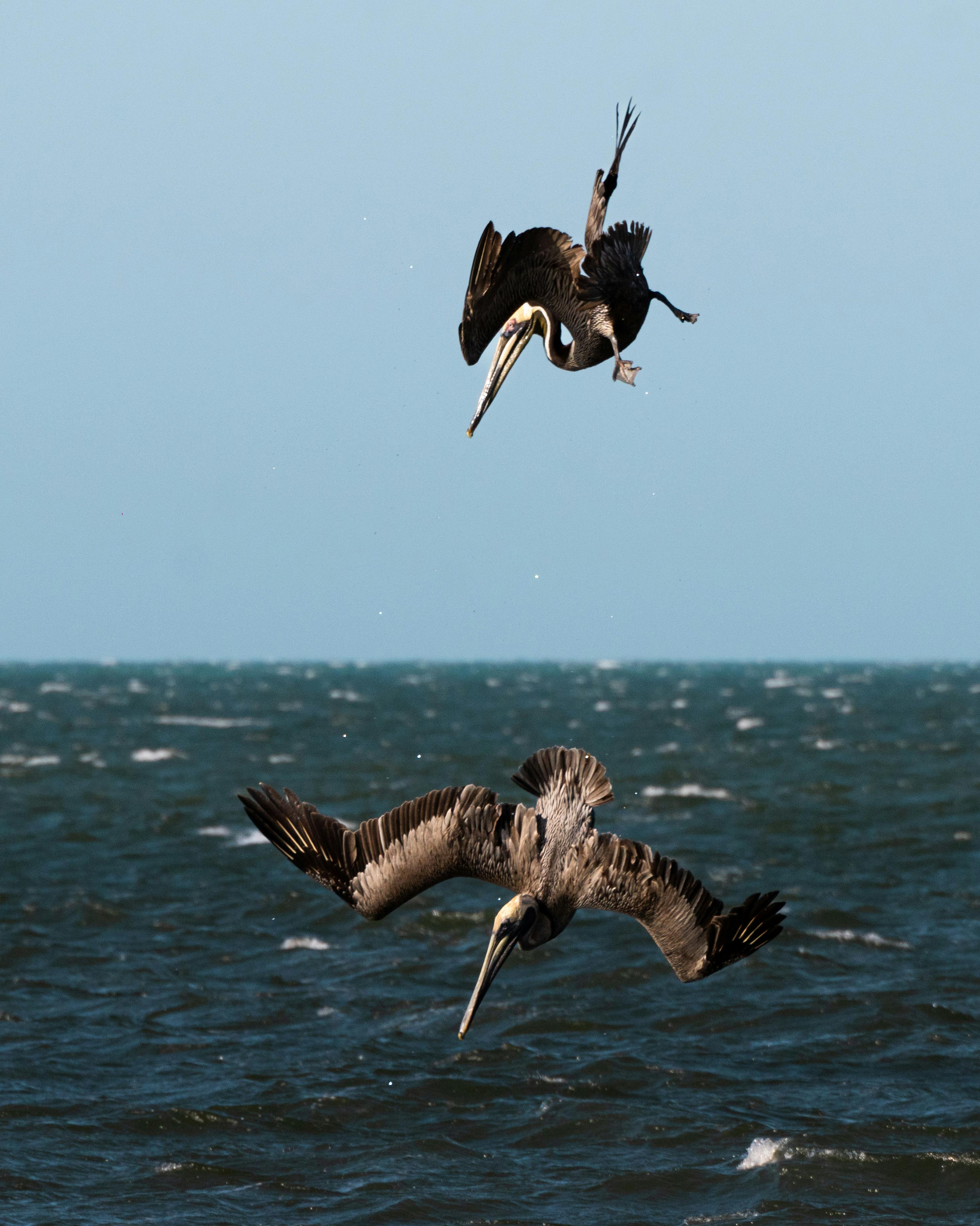 免费 pelecanus occidentalis, 優美, 动作镜头 的 免费素材图片 素材图片
