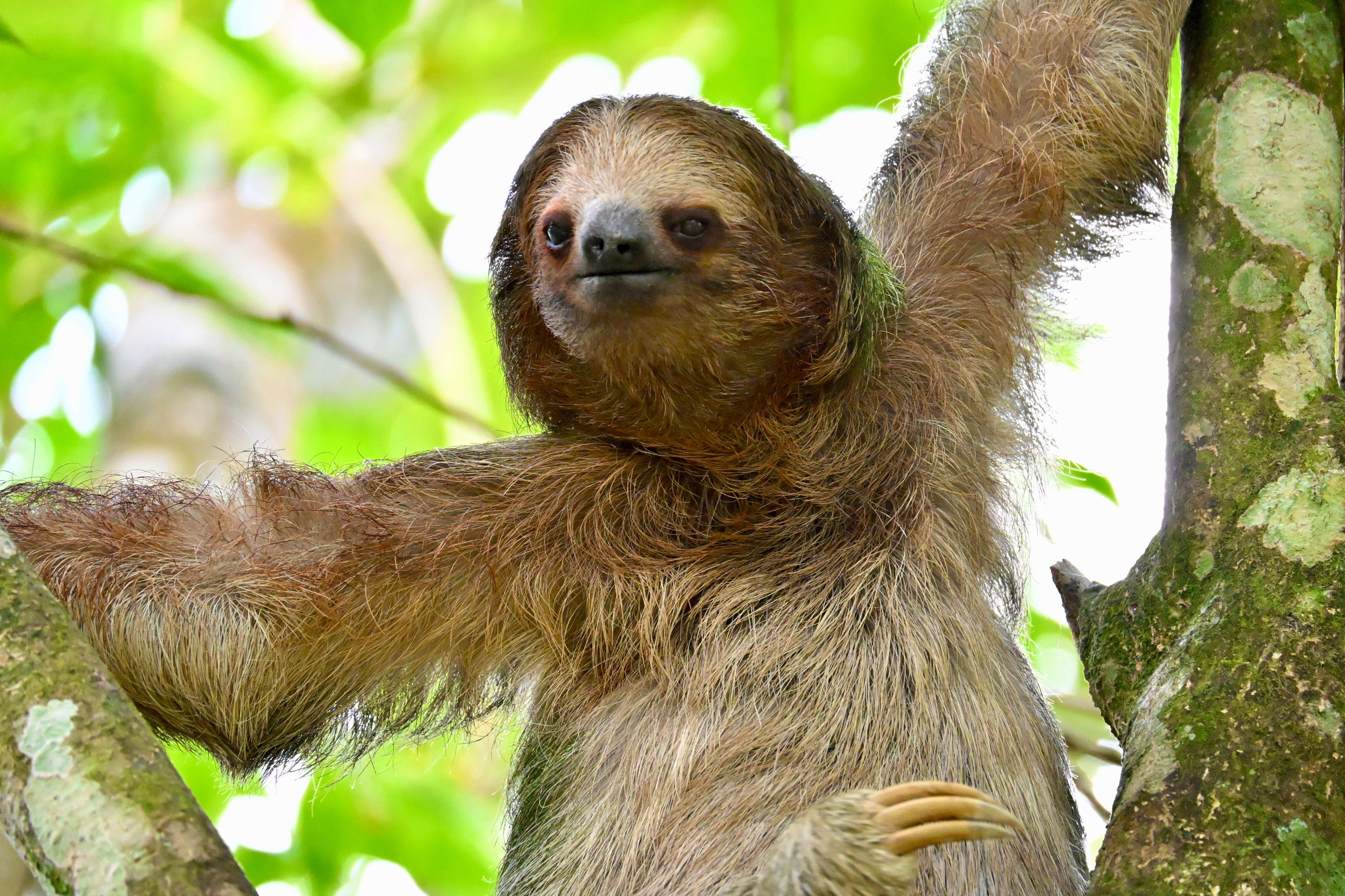 Three-toed Sloth in Costa Rican Rainforest · Free Stock Photo
