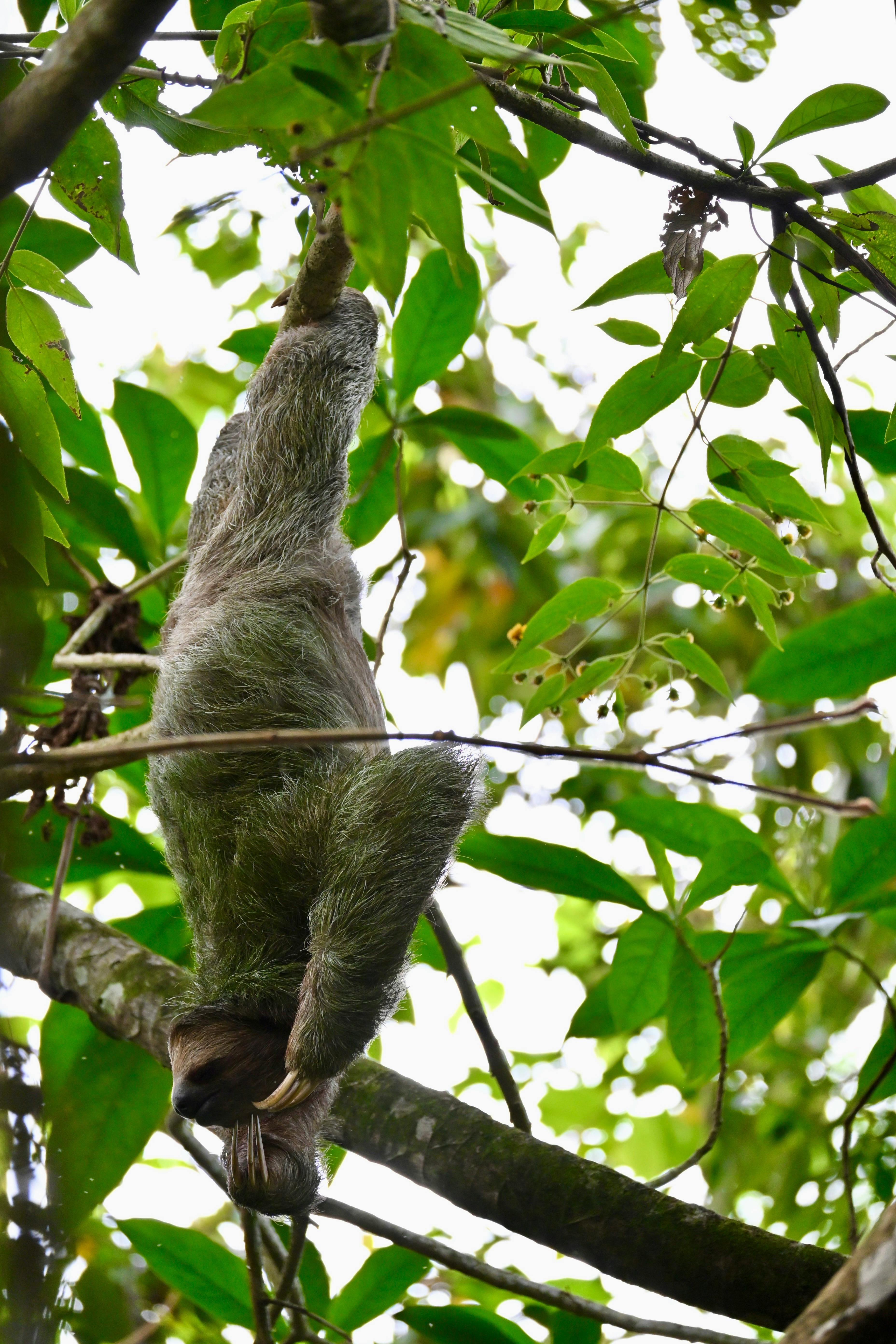 Zadarmo Pokojný trojprstý leňochod visí z konára stromu uprostred bujnej zelene v kostarickom dažďovom pralese. Fotka z fotobanky