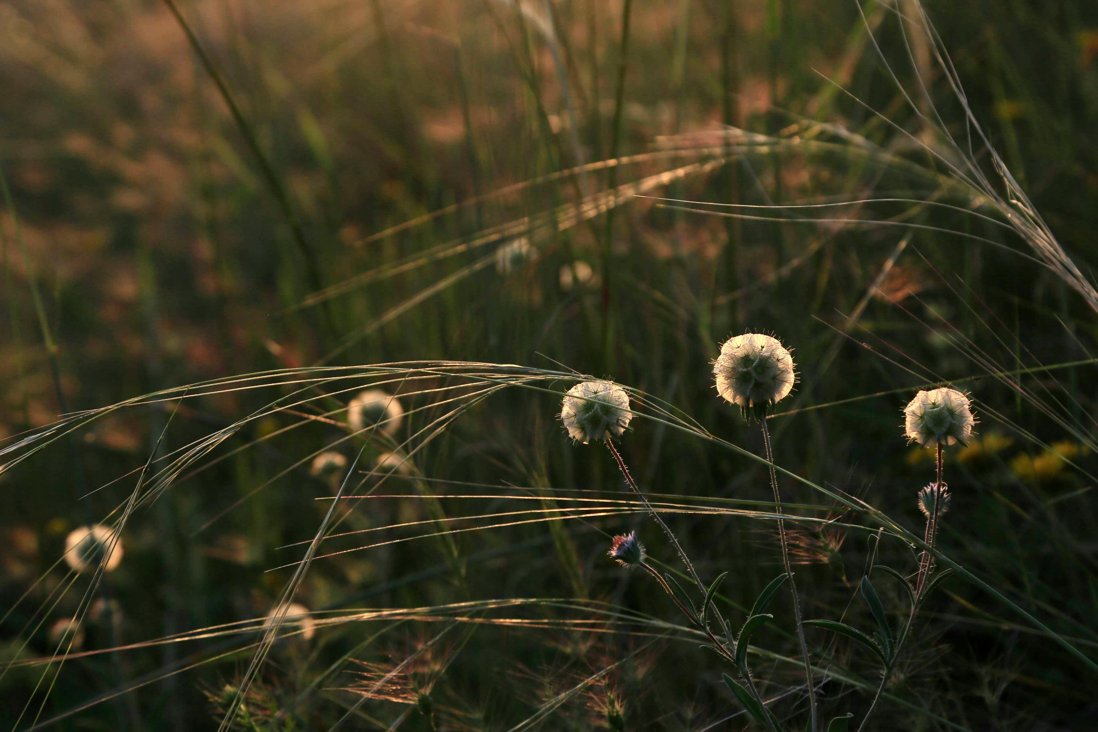 Zadarmo Fotobanka s bezplatnými fotkami na tému ankara, botanický, dedinský Fotka z fotobanky
