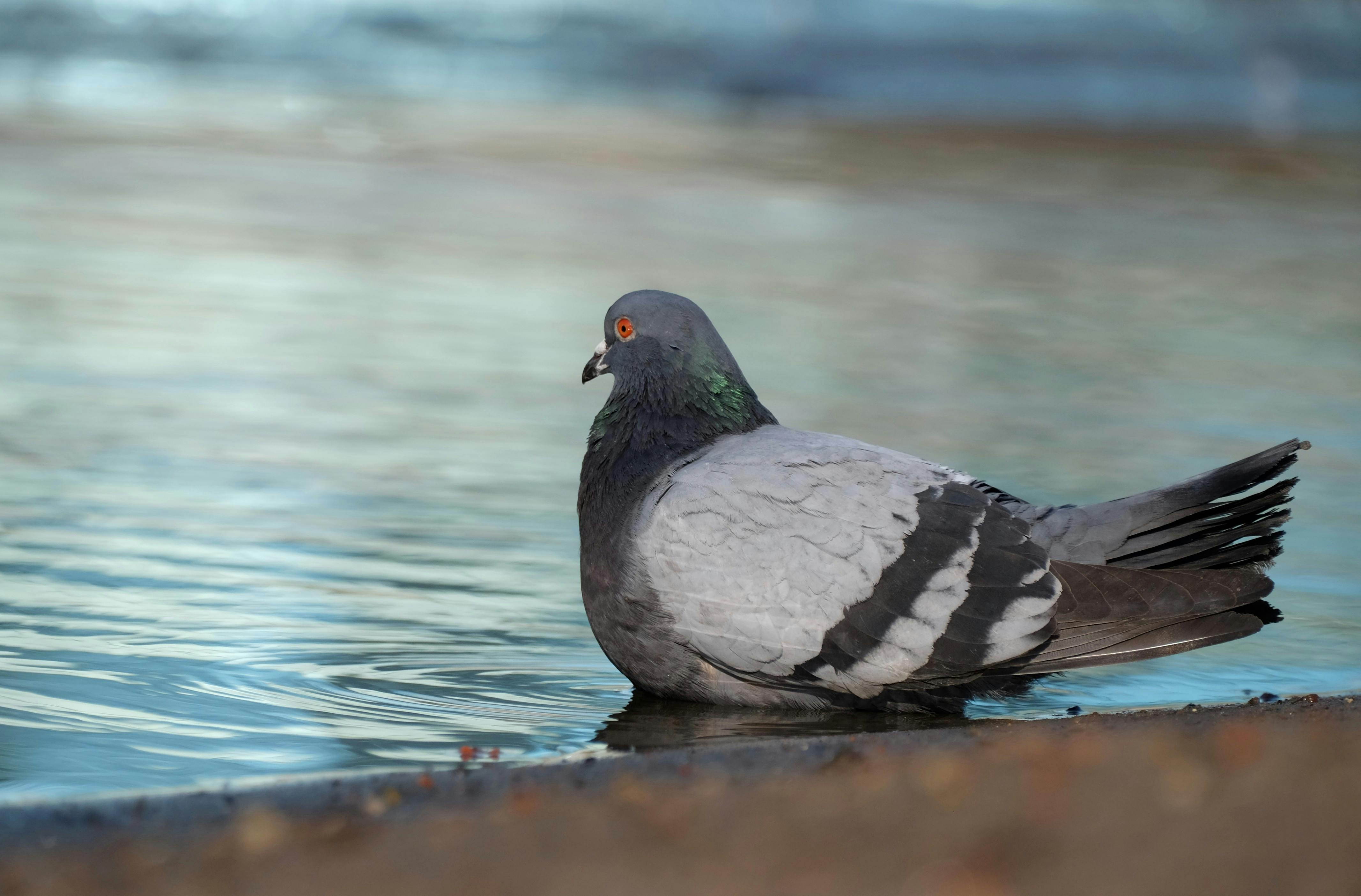 Zadarmo Detailný záber holuba pokojne sediaceho pri vodnej hladine a ukazujúceho svoje žiarivé operenie. Fotka z fotobanky