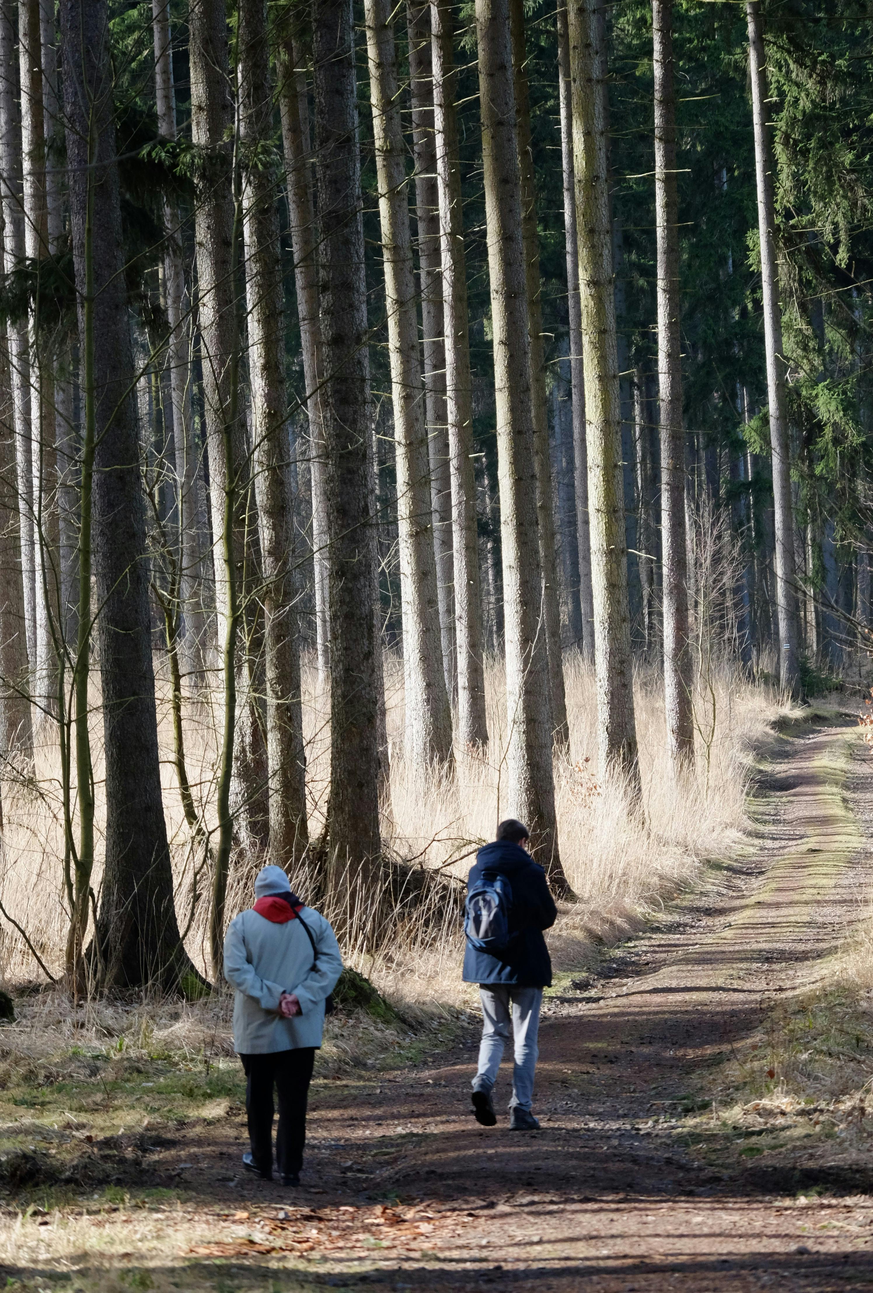Gratis Dos personas disfrutan de un tranquilo paseo por un bosque bañado por el sol, capturando la serenidad. Foto de stock