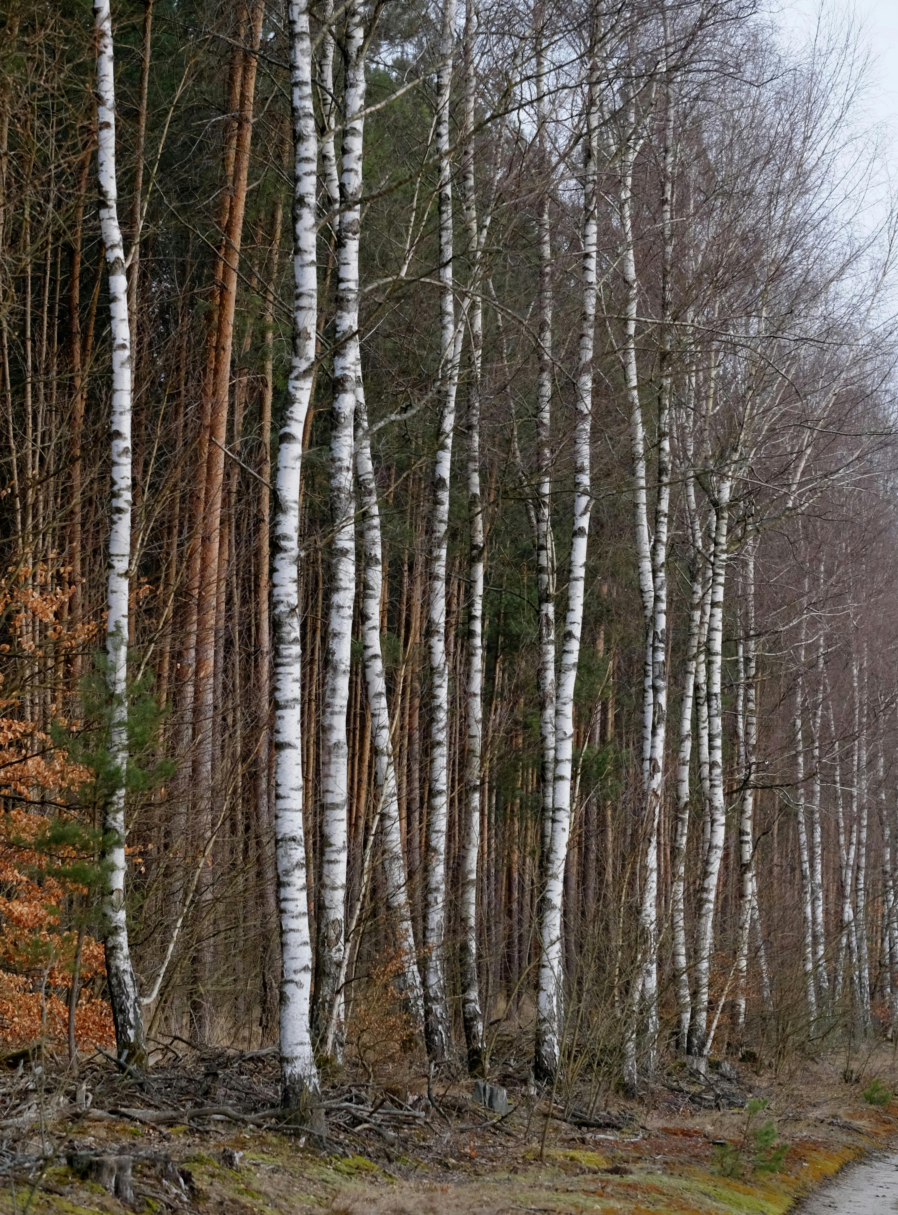 bezplatná Klidný pohled na vysoké břízy v lese, zachycující podstatu přírodní krásy raného jara. Základová fotografie