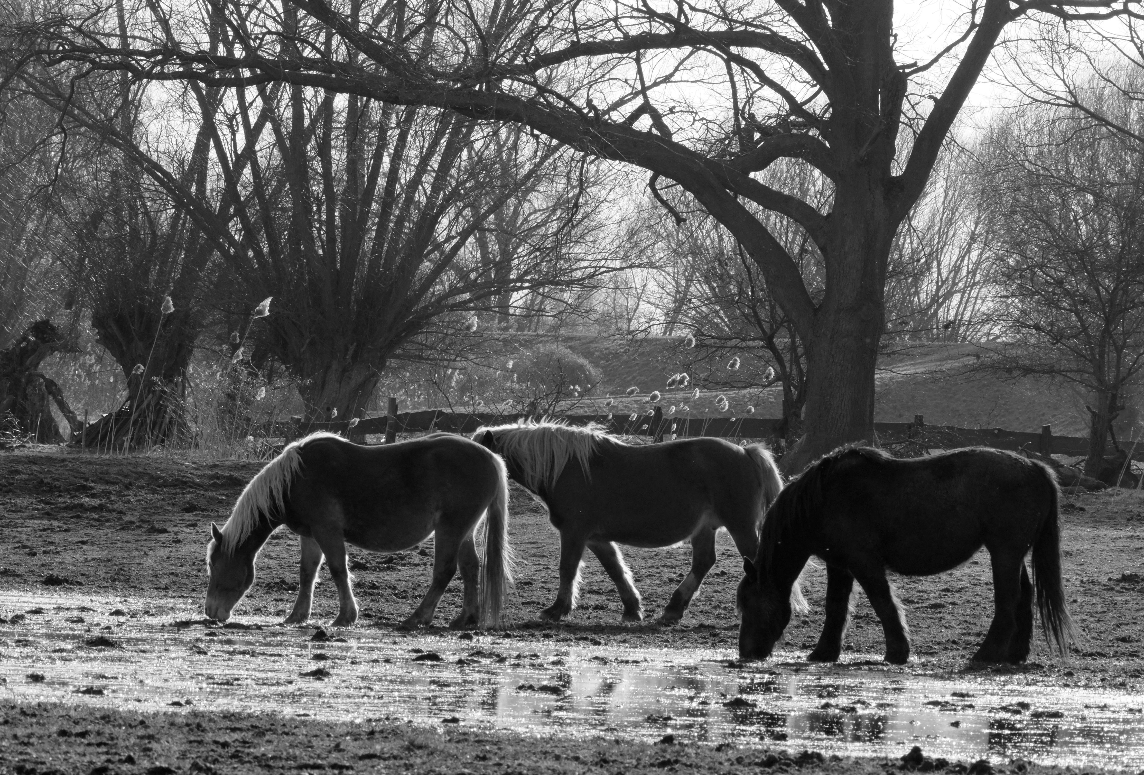 ฟรี ม้าสามตัวกำลังเล็มหญ้าอยู่ใกล้สระน้ำที่มีต้นไม้ไร้ใบ ในฉากขาวดำ บรรยากาศสงบและเป็นธรรมชาติ คลังภาพถ่าย