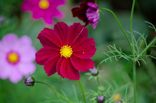 Free Close-up of a vibrant red cosmos flower with green foliage in a colorful garden setting. Stock Photo