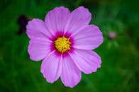 Close-up of Pink Cosmos Flower in Bloom