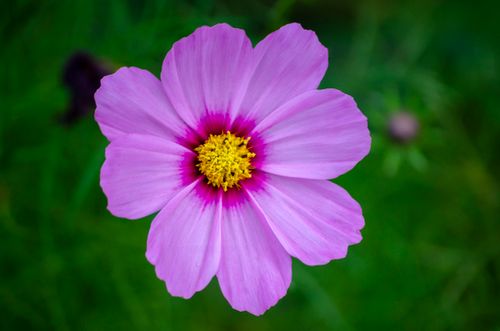 Free Vibrant close-up of a pink cosmos flower against a green background, showcasing nature's beauty. Stock Photo