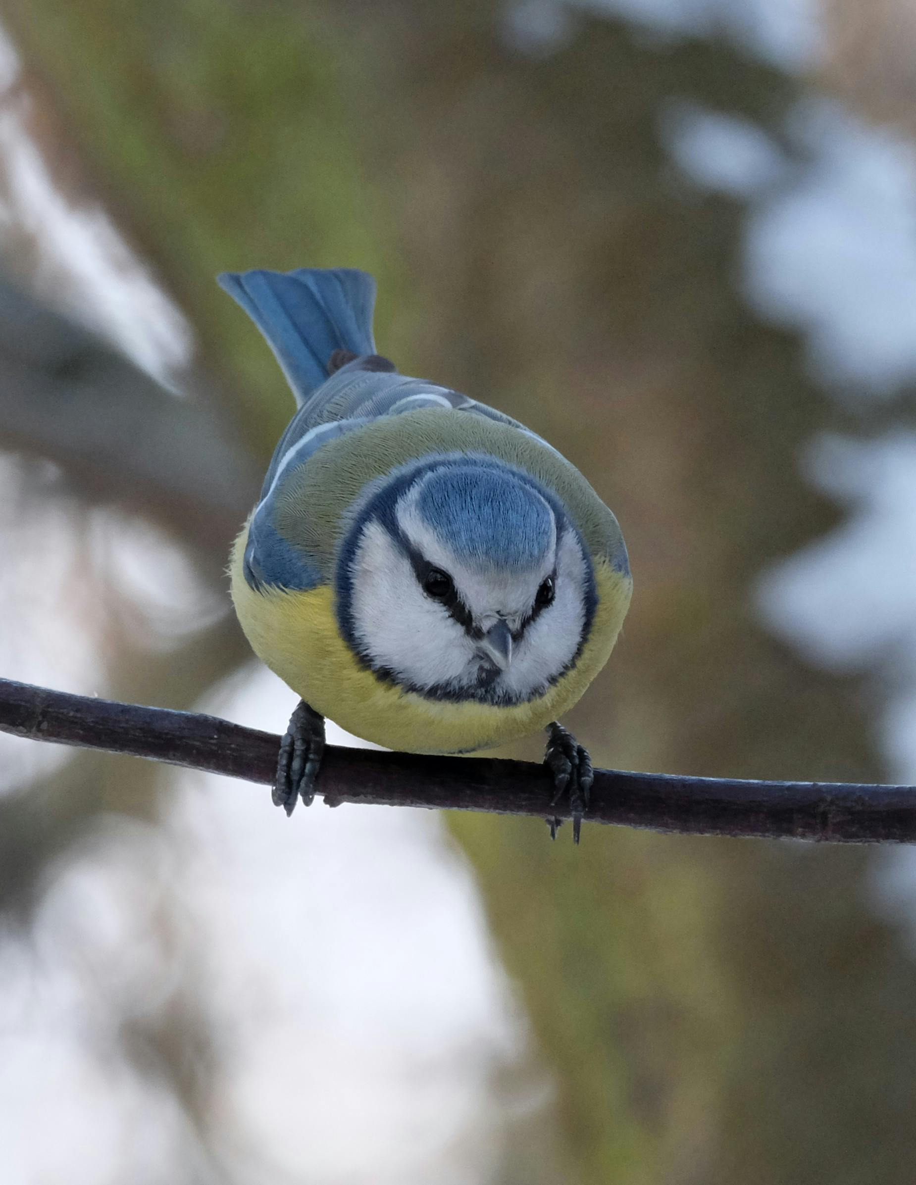 Zadarmo Detailný záber na sýkorku modrú sediacu na konári v zime a predvádzajúcu svoje žiarivé operenie. Fotka z fotobanky