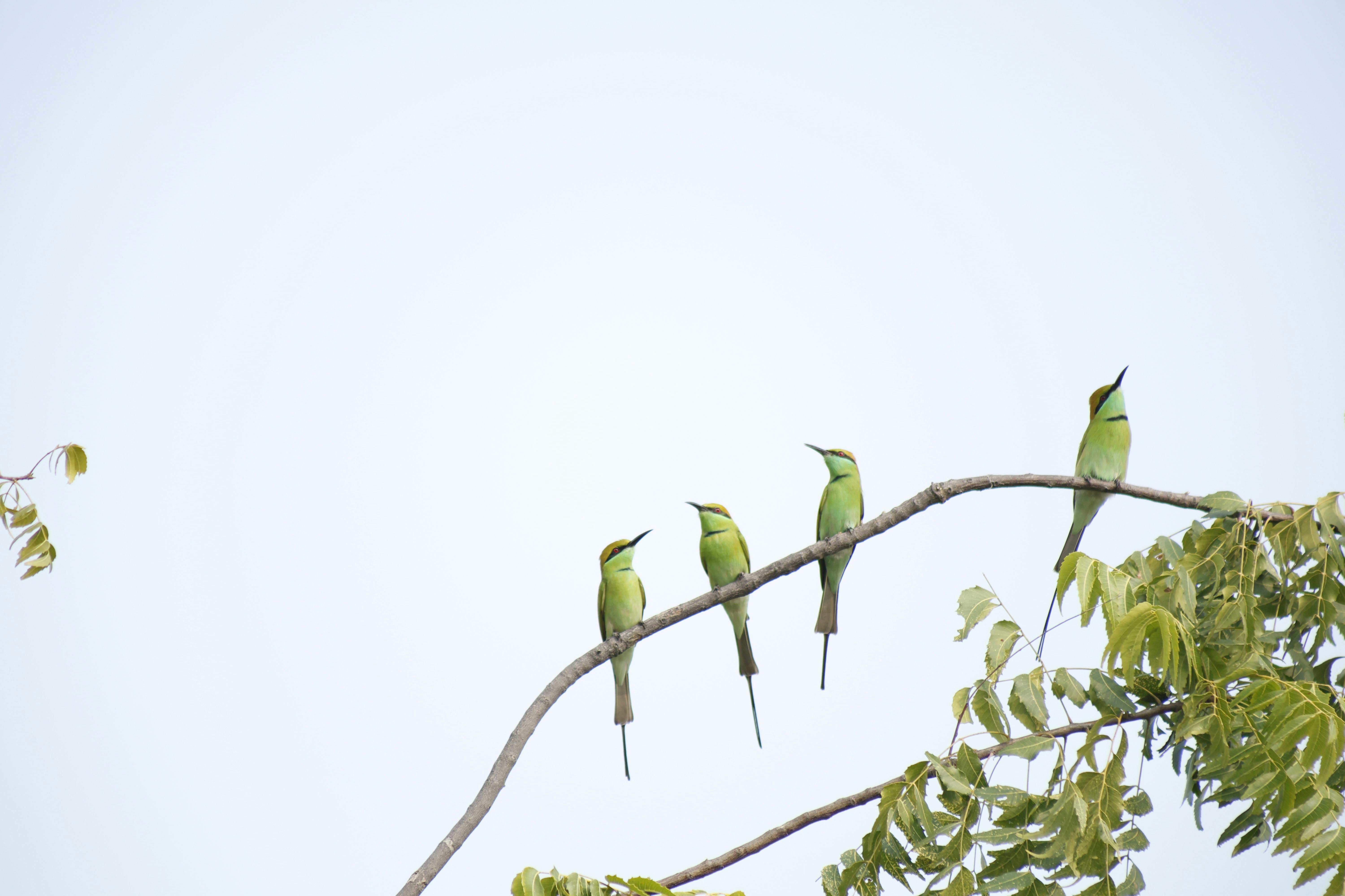 Zadarmo Rad žiarivo zelených včelárov sediacich na konári v Chhatarpure v Indii. Fotka z fotobanky