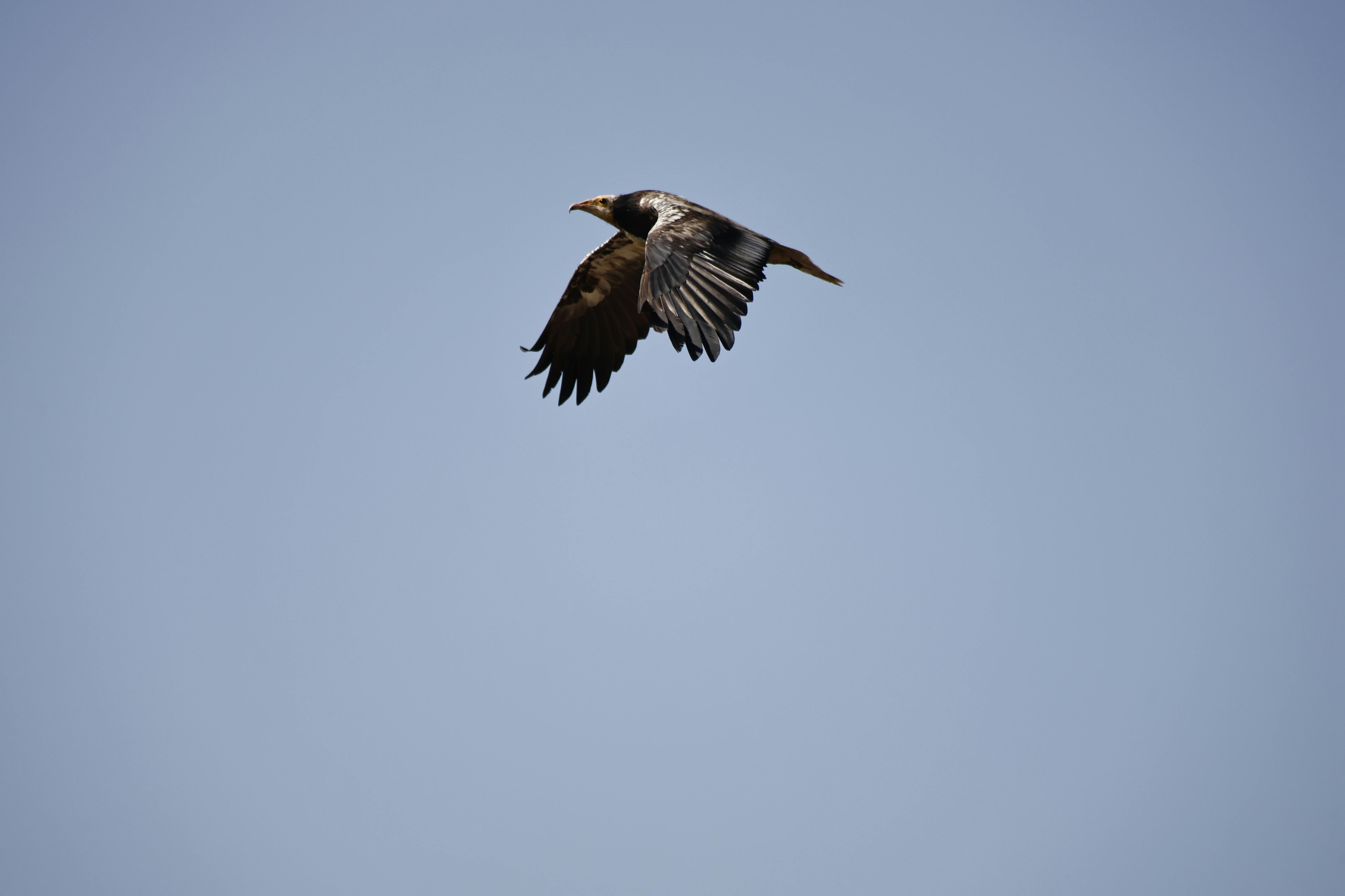 Gratis Un águila majestuosa se eleva en lo alto de un cielo azul despejado, mostrando la belleza de la vida salvaje en movimiento. Foto de stock