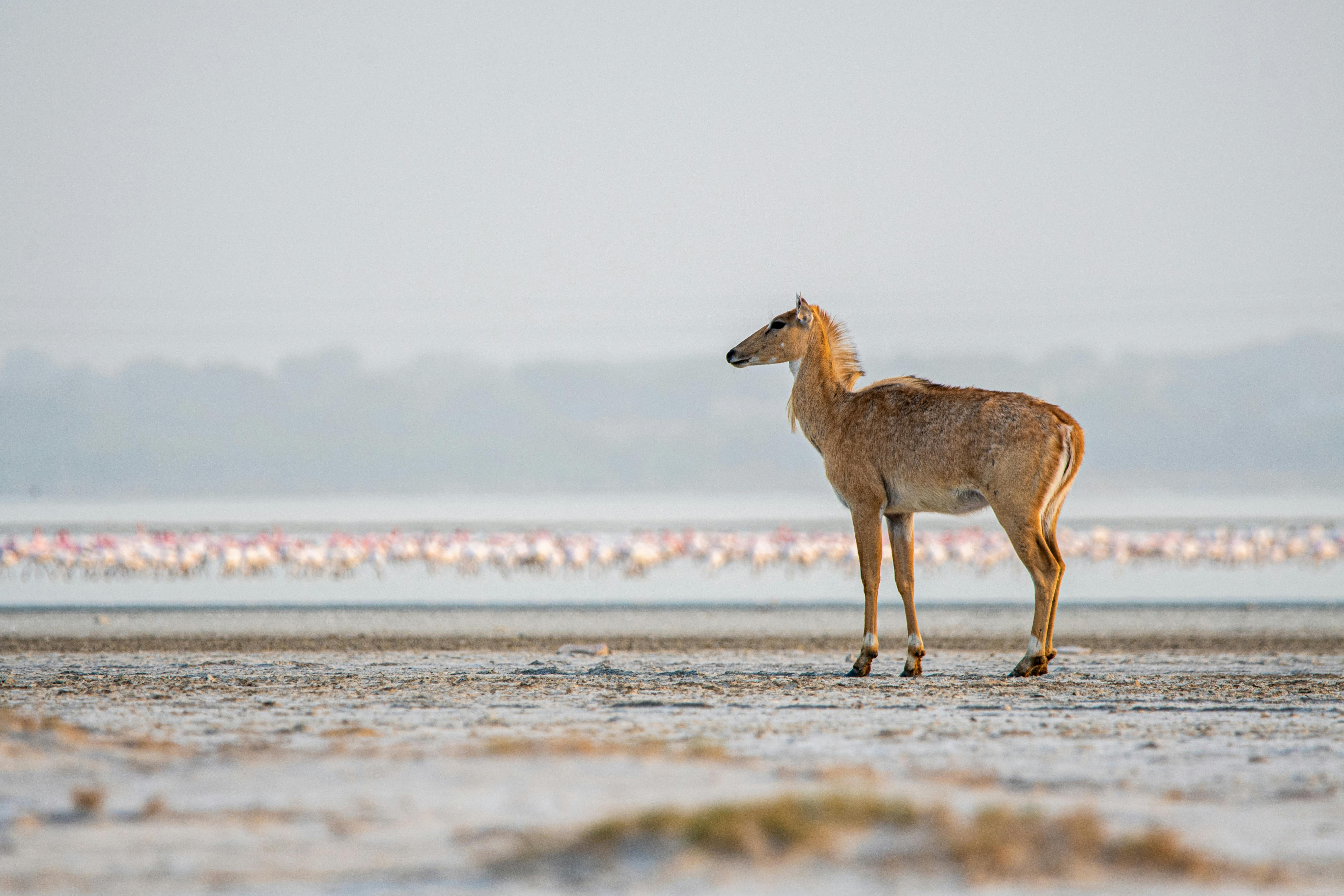 Flamingo Breeding Rann of Kutch — Gujarat India