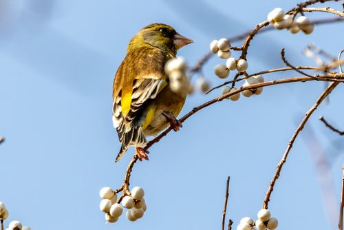 Free A European Greenfinch perched on a branch with white berries against a clear blue sky. Stock Photo