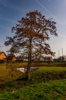 Tall tree standing alone in vibrant autumn landscape in Coesfeld, NRW, Germany.