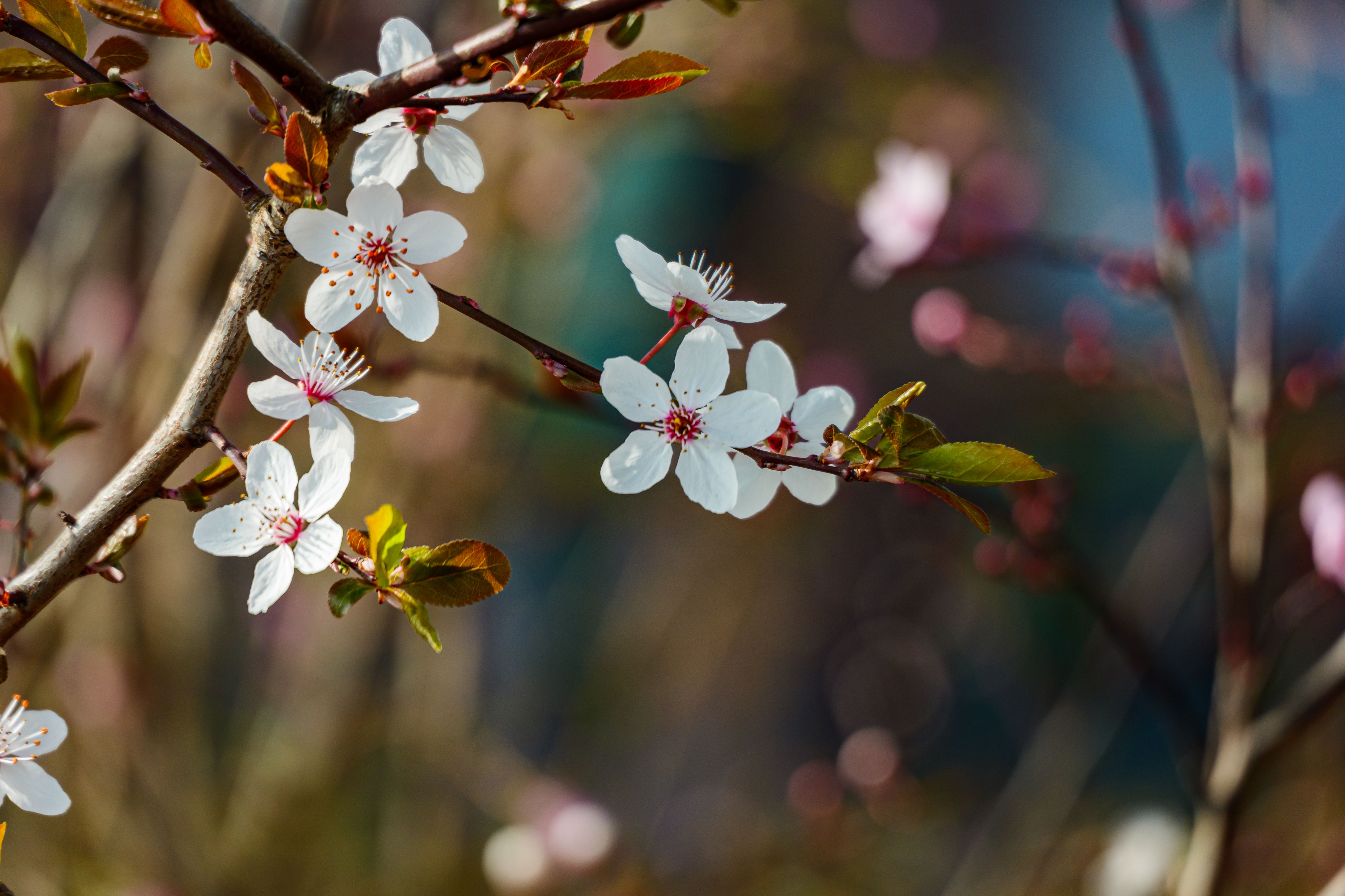 Gratuit Délicates fleurs de cerisier épanouies sur les branches d'un jardin de Coesfeld durant la vibrante saison printanière. Photos