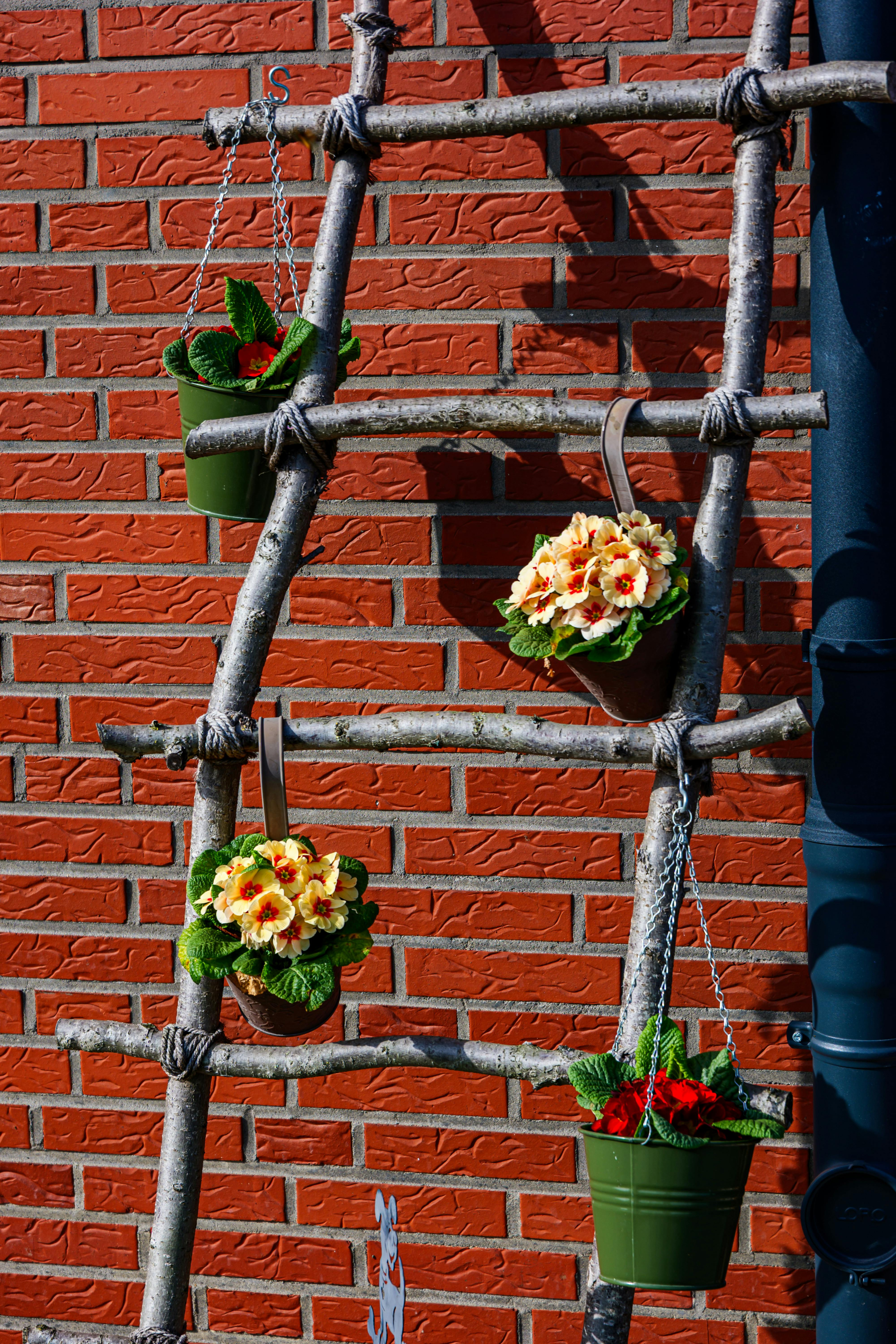 gratis Kleurrijke bloempotten staan ​​opgesteld op een rustieke houten ladder tegen een bakstenen muur in Coesfeld, Duitsland. Stockfoto