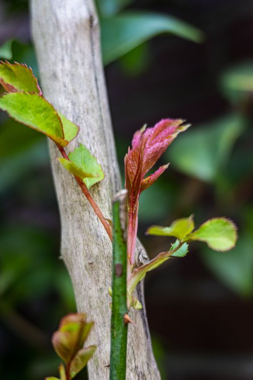 Free Fresh rose leaves budding on a stem in spring, captured outdoors in Coesfeld, Germany. Stock Photo