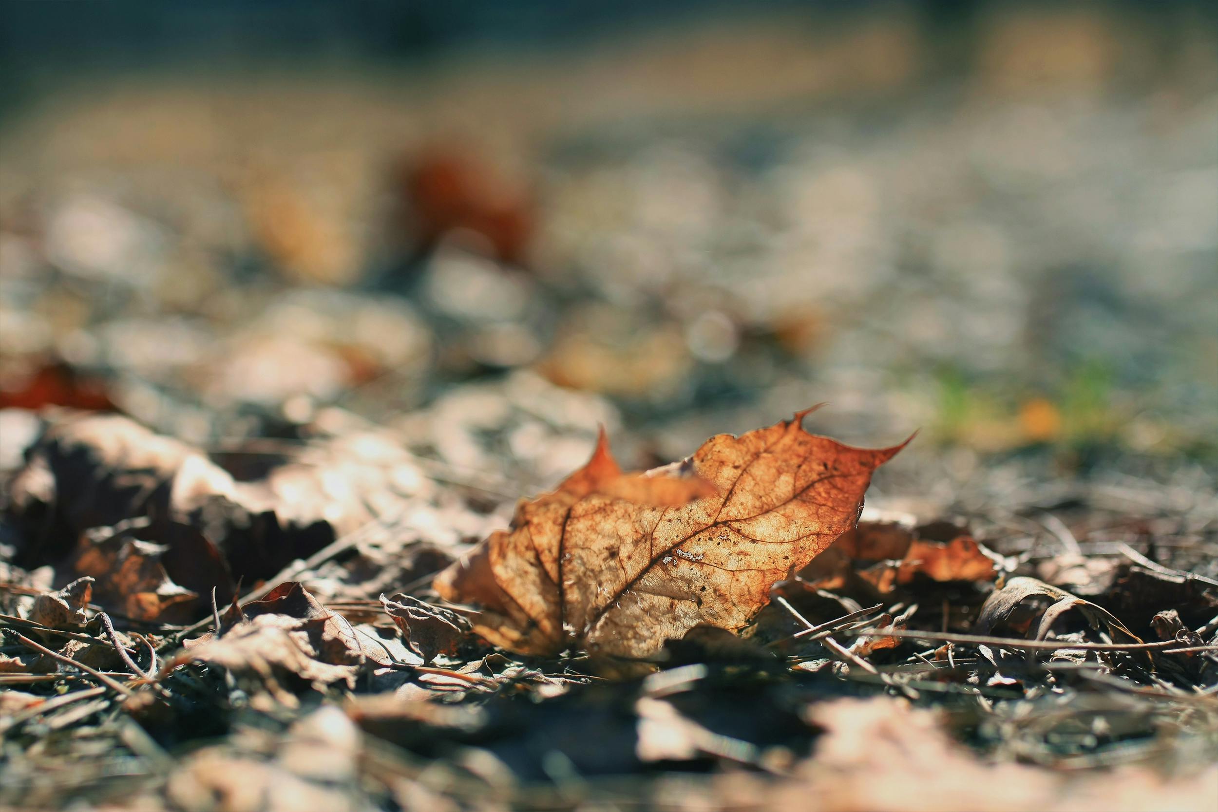 Miễn phí Ảnh cận cảnh một chiếc lá khô mùa thu trên mặt đất với phông nền mờ. Ảnh lưu trữ