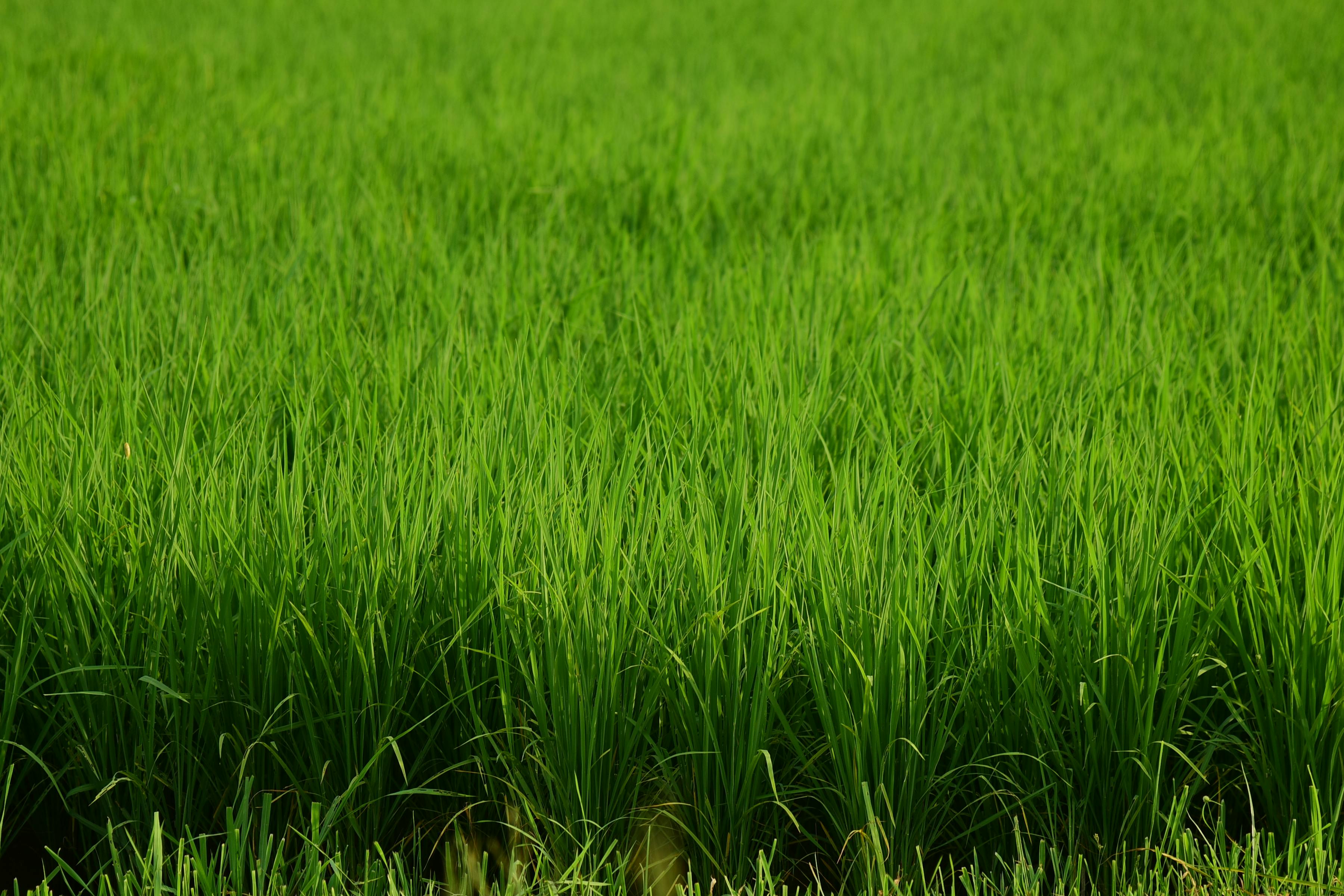 ฟรี ต้นข้าวสีเขียวชอุ่มเจริญเติบโตในทุ่งนา บ่งบอกถึงความก้าวหน้าทางการเกษตรที่ดี คลังภาพถ่าย