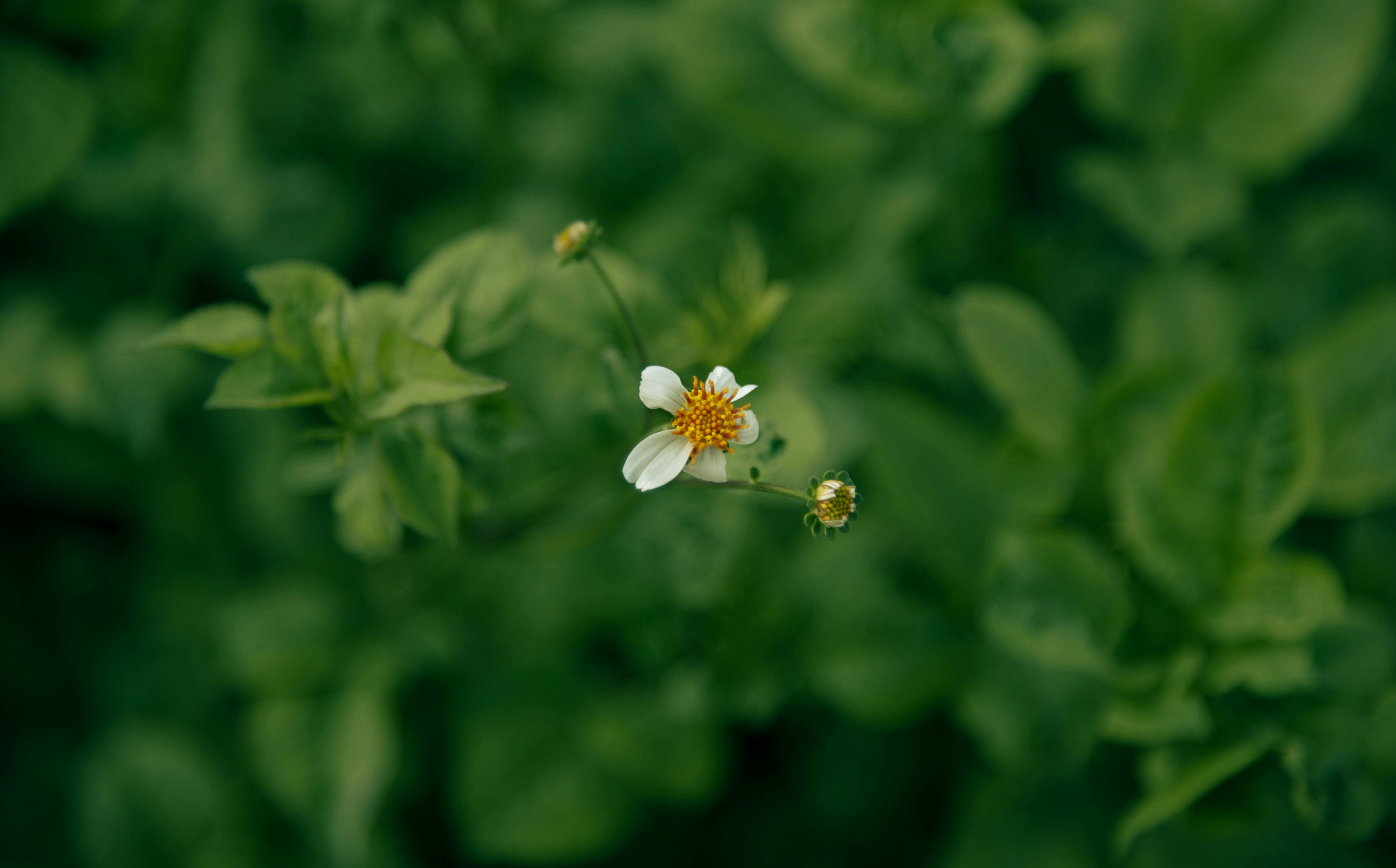 Miễn phí Hình ảnh cận cảnh một bông hoa dại nhỏ màu trắng được bao quanh bởi những tán lá xanh tươi. Ảnh lưu trữ