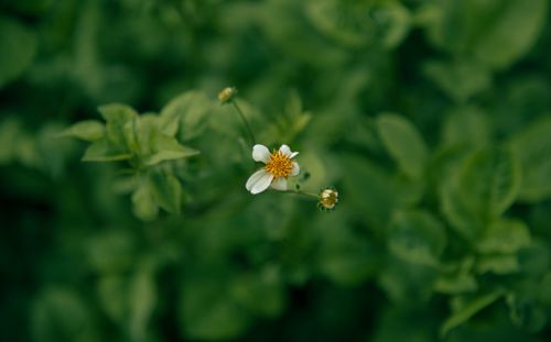 Free A close-up image of a small white wildflower surrounded by lush green leaves. Stock Photo