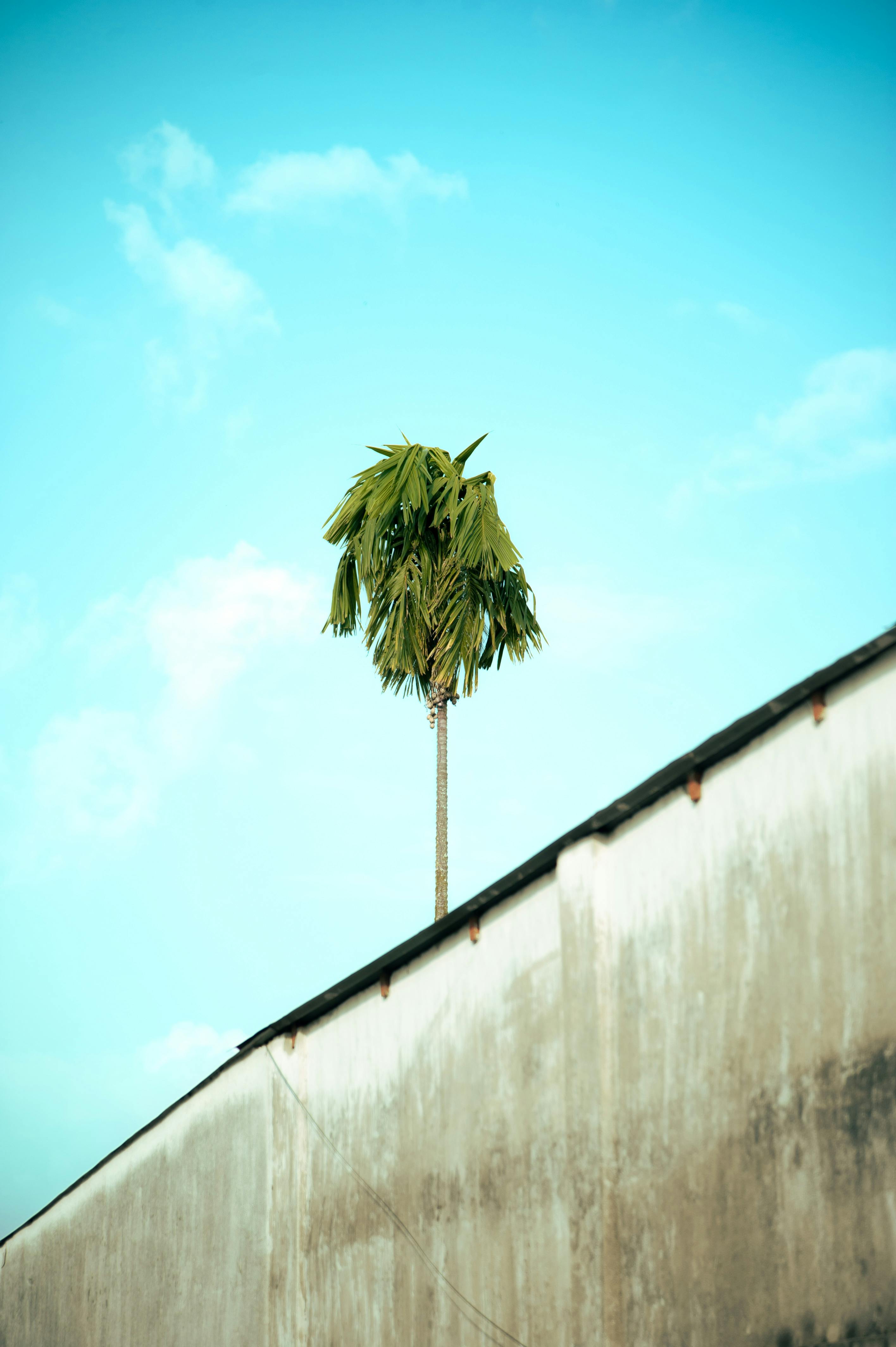 Ingyenes stockfotó betonfal, botanika, botanikus témában Stockfotó