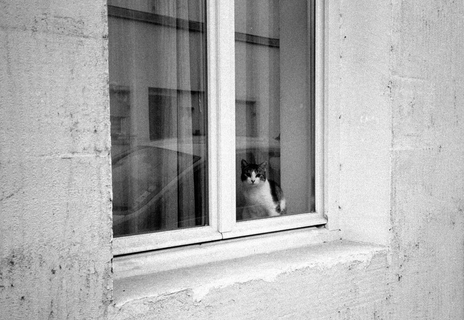 A cat sits behind a window, looking outside in this monochrome photograph.
